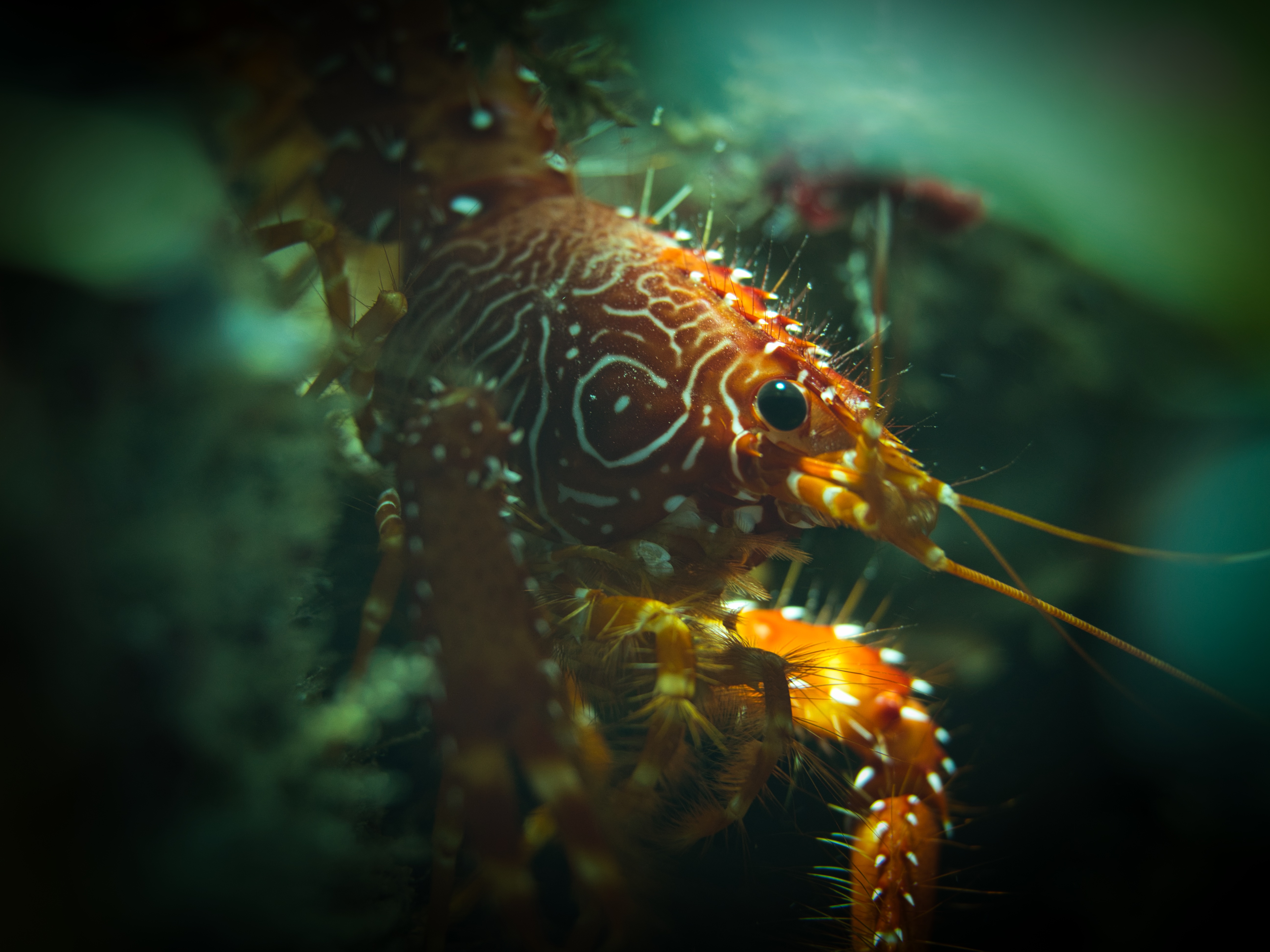 Underwater Images From Bequia