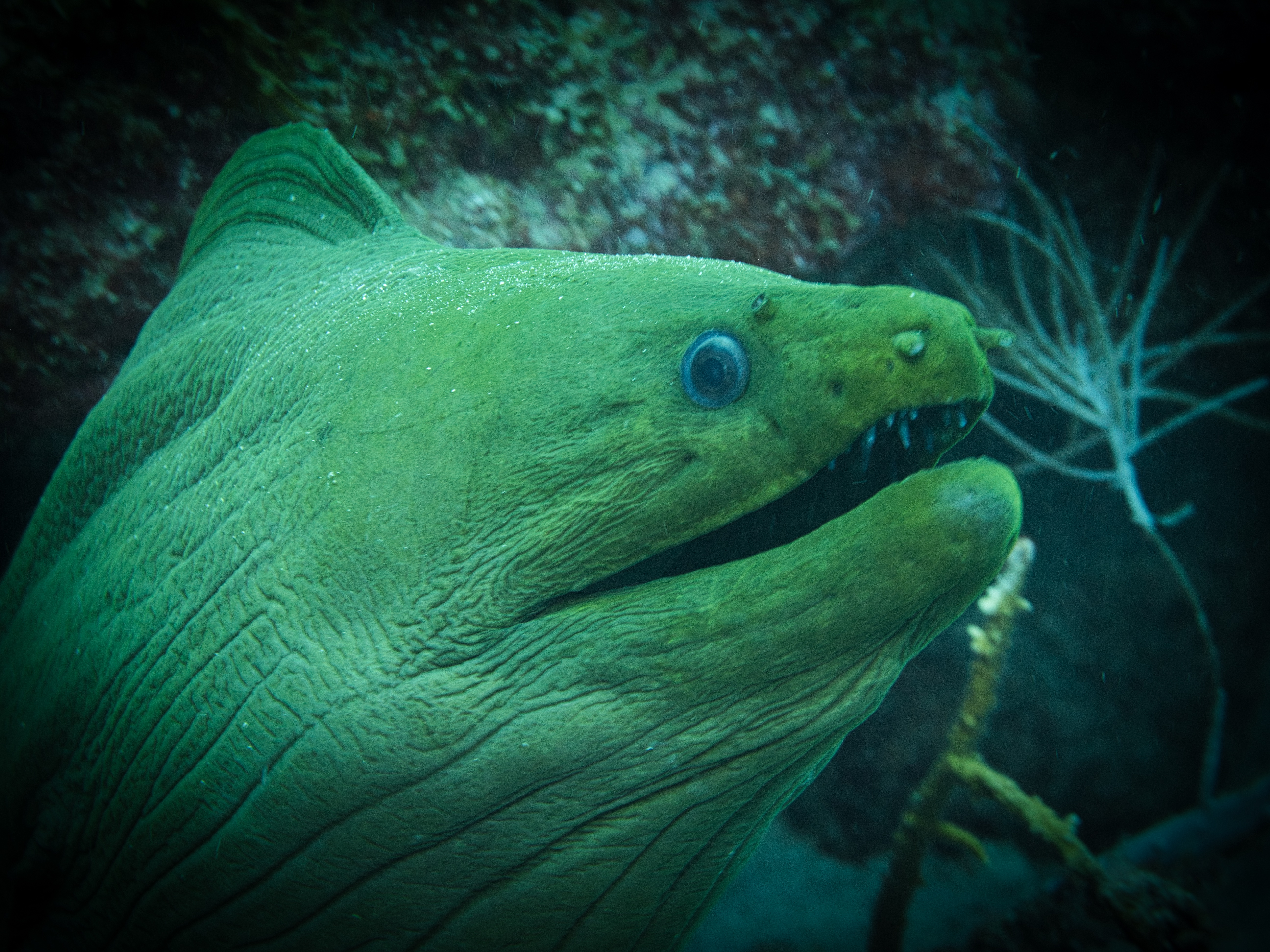 Encountering A Majestic Green Moray Eel in Grenada