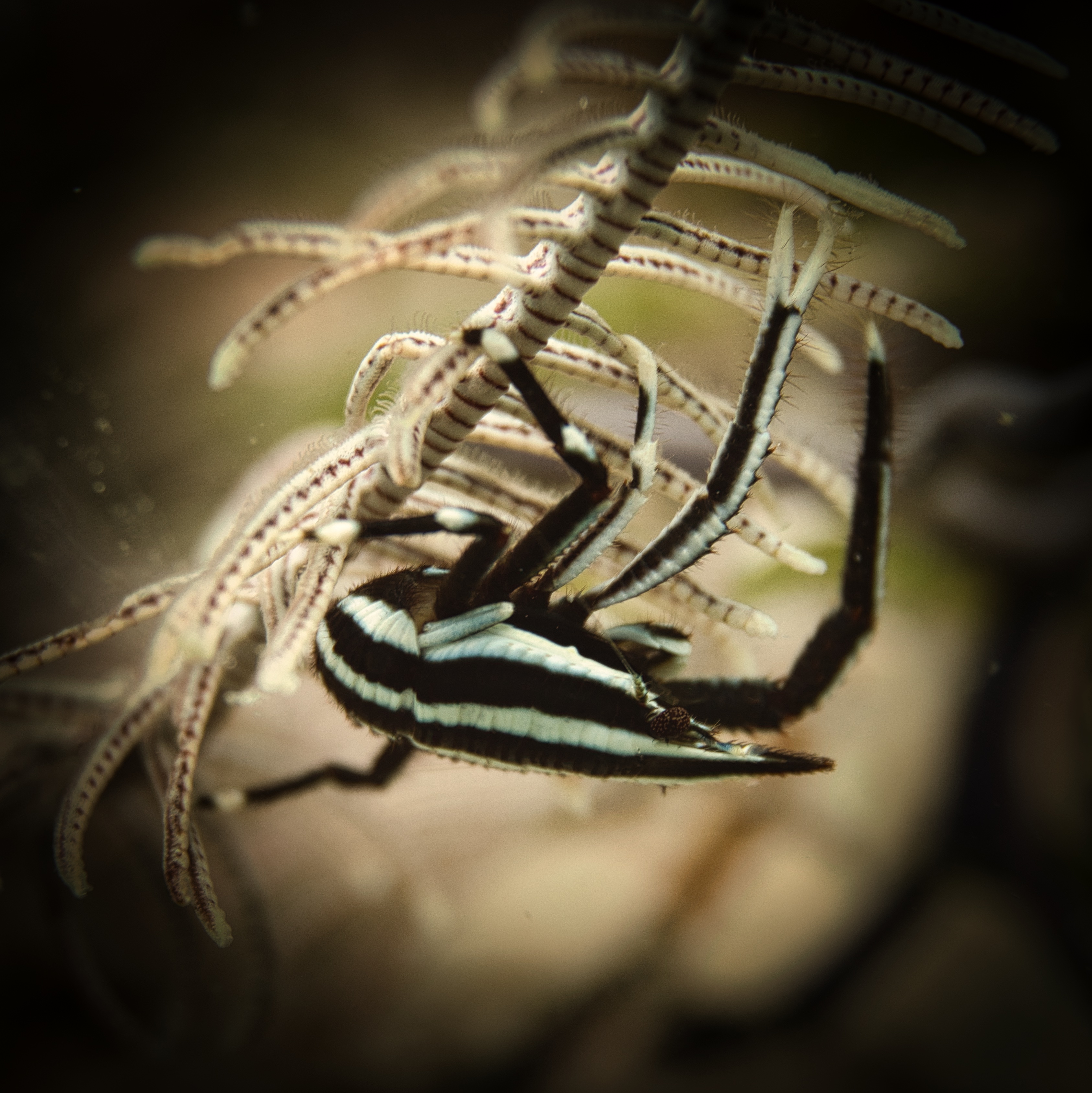 The Elegant Crinoid Squat Lobster - Scuba Hank NYC