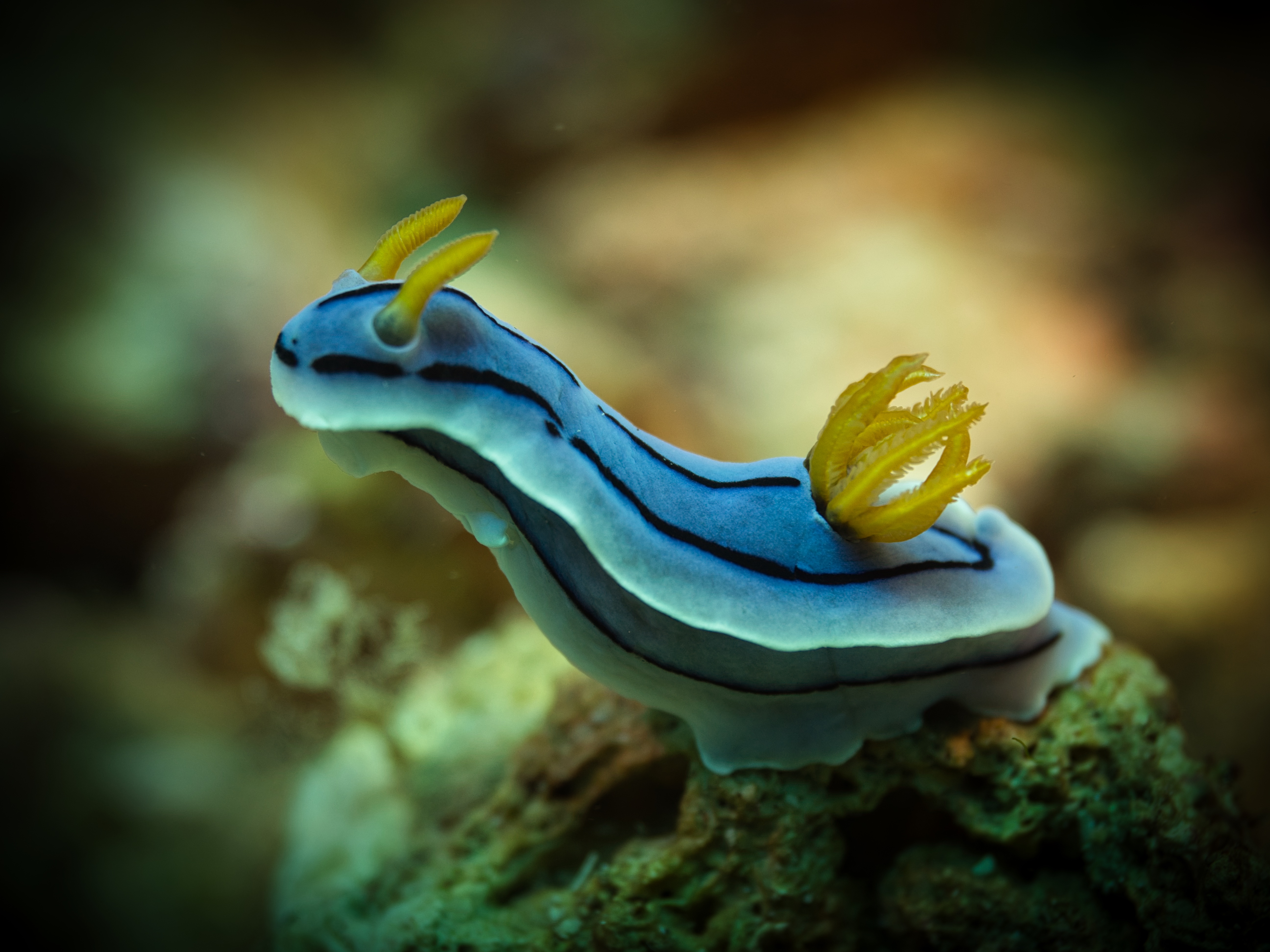 Chromodoris sp.