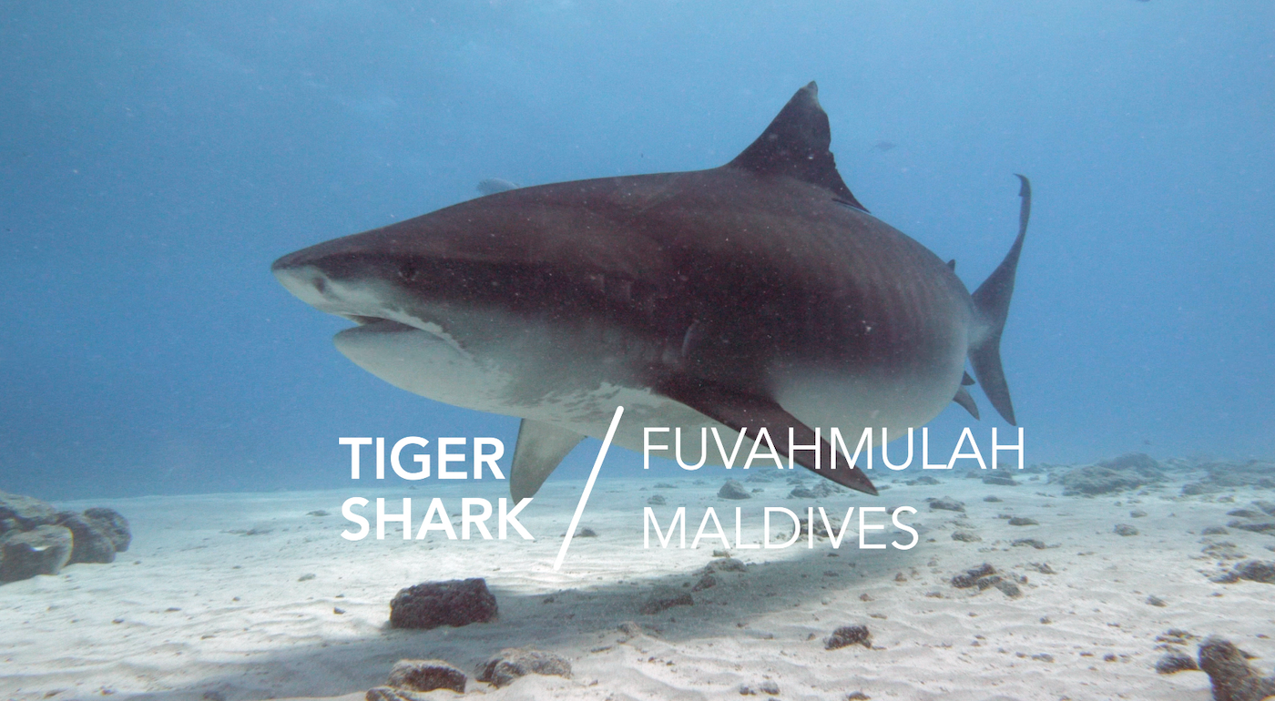 Pregnant Tiger Sharks in Fuvahmulah, Maldives