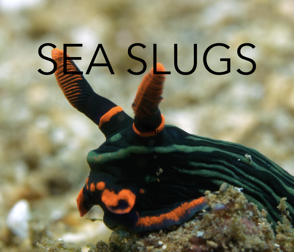 12 Prized Sea Slugs: A Macro Cinematography Guide