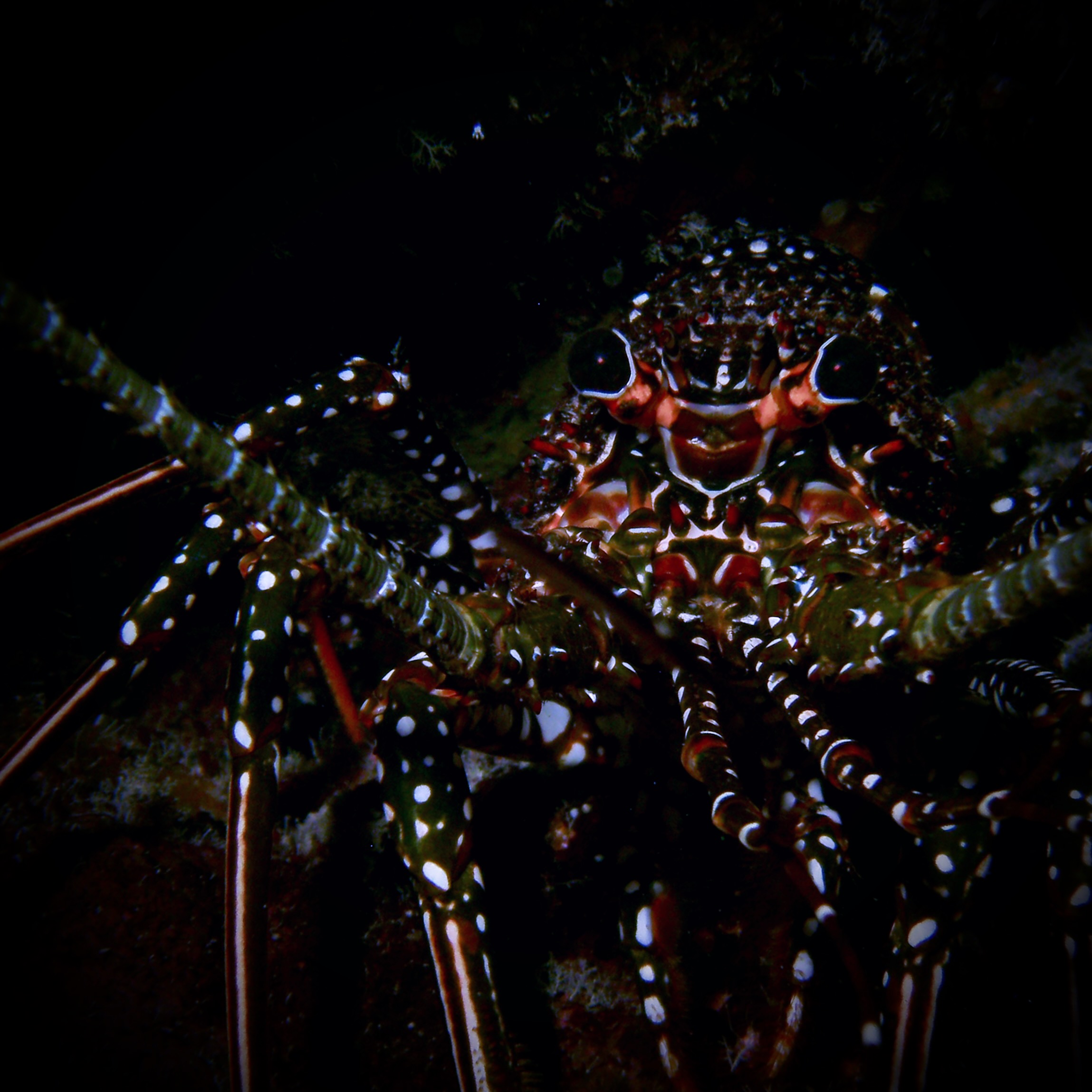 Night Dive – Bonaire