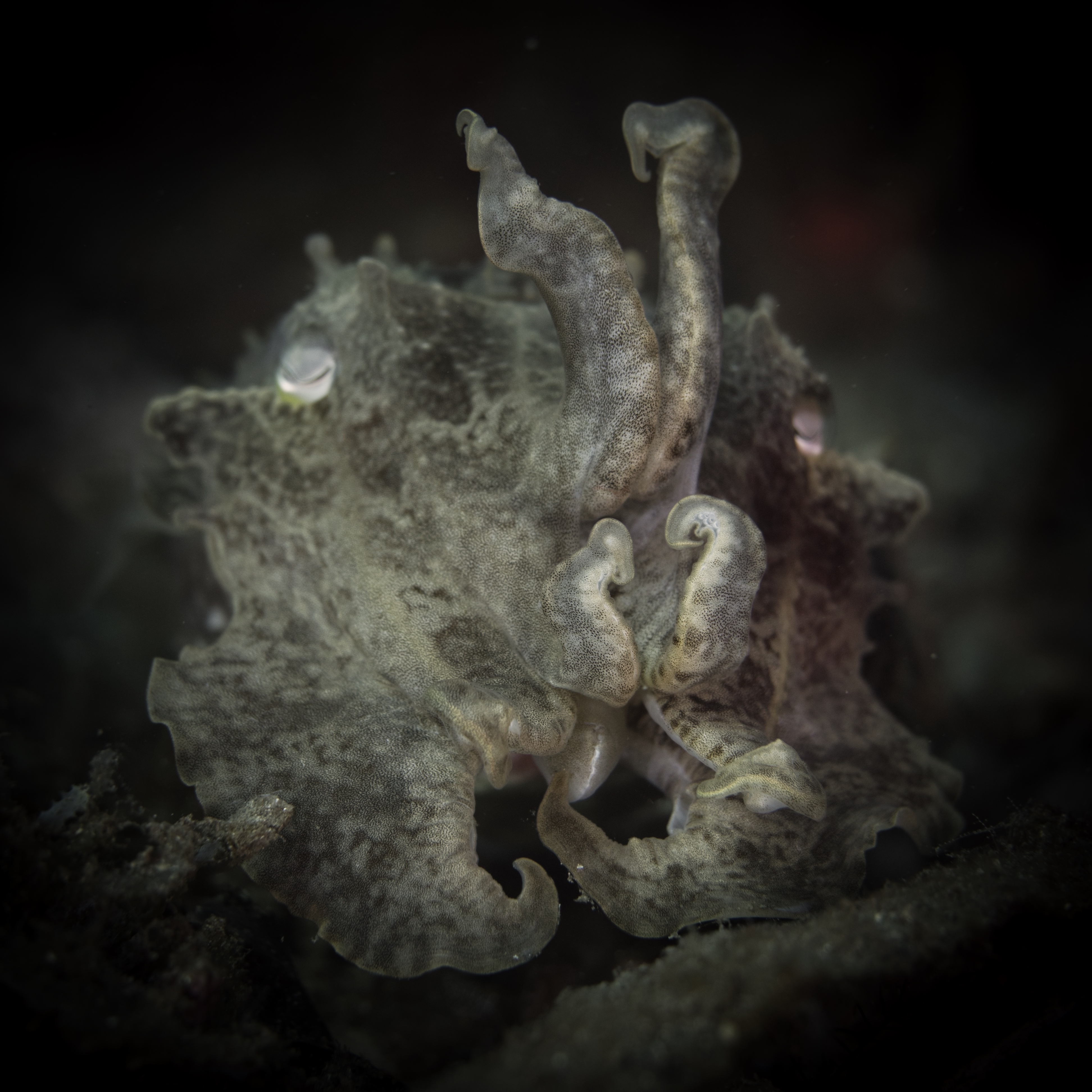 Color Shifting Cuttlefish