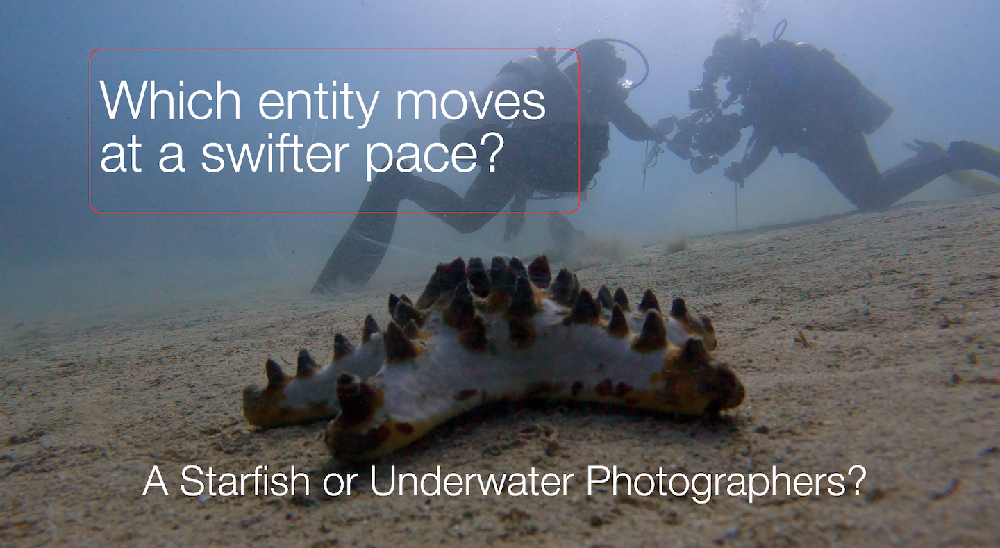 Starfish vs. Underwater Photographers