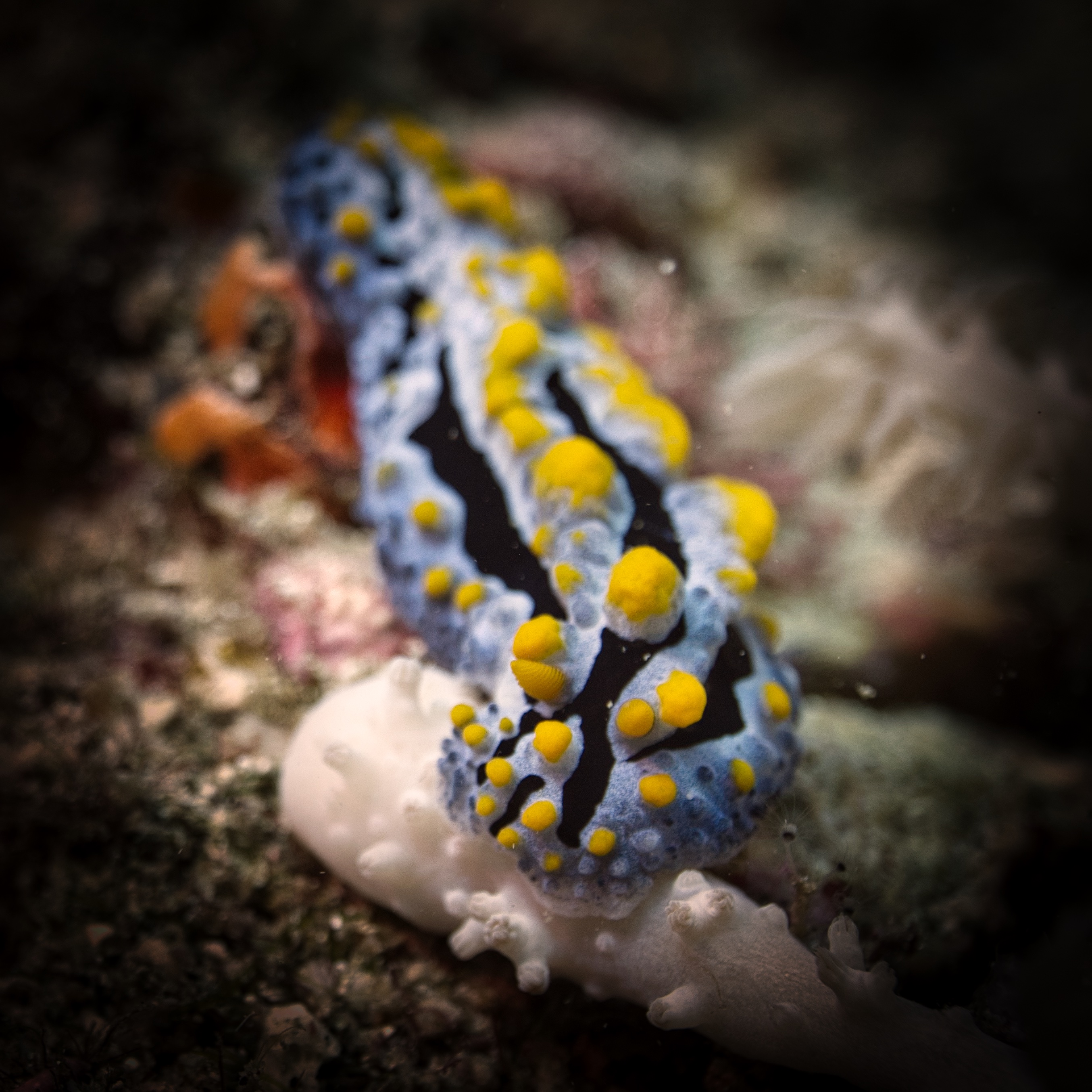 Phyllidia: Nature’s Living Jewels