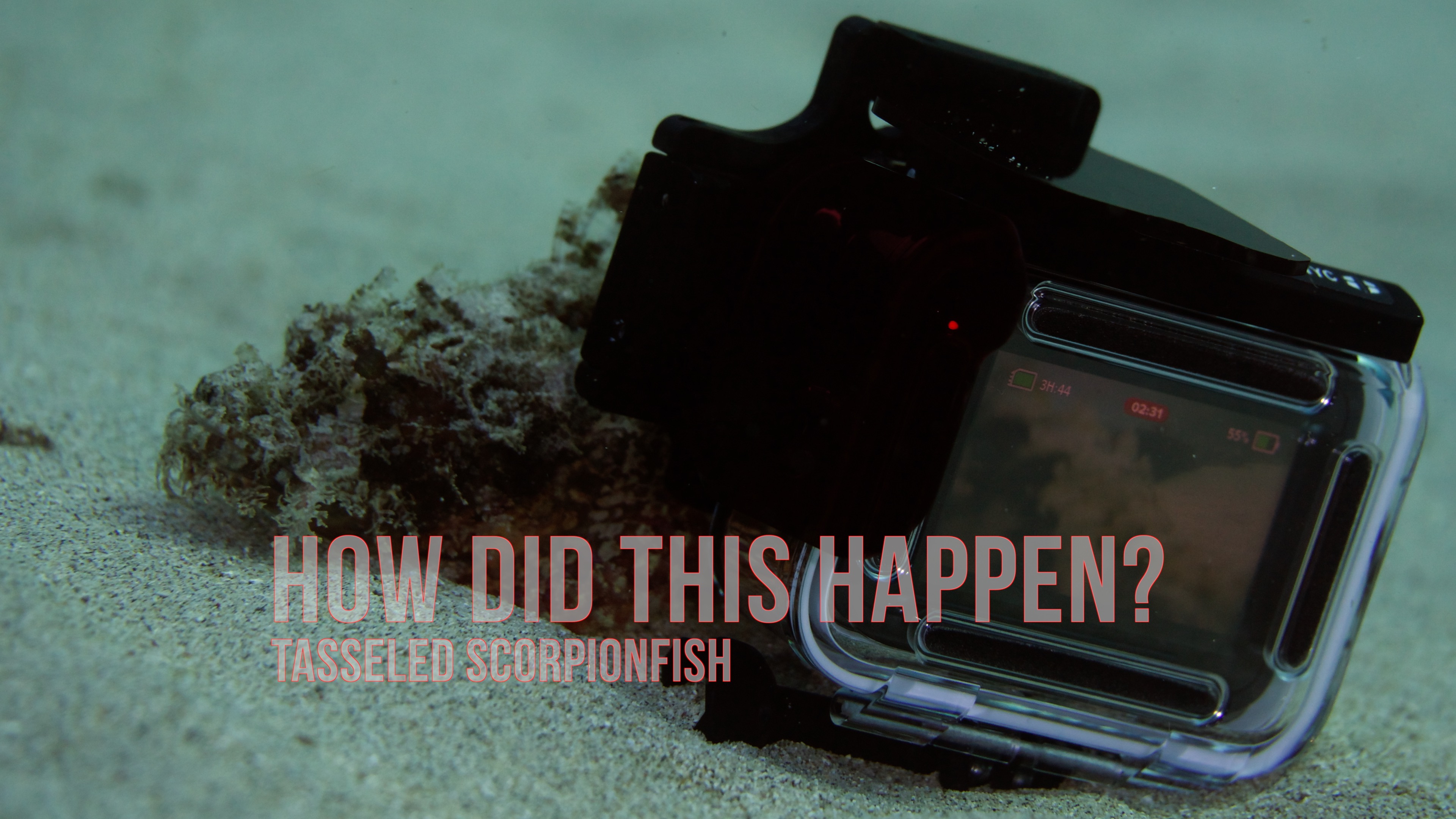 An Unforgettable Encounter with the Tasseled Scorpionfish