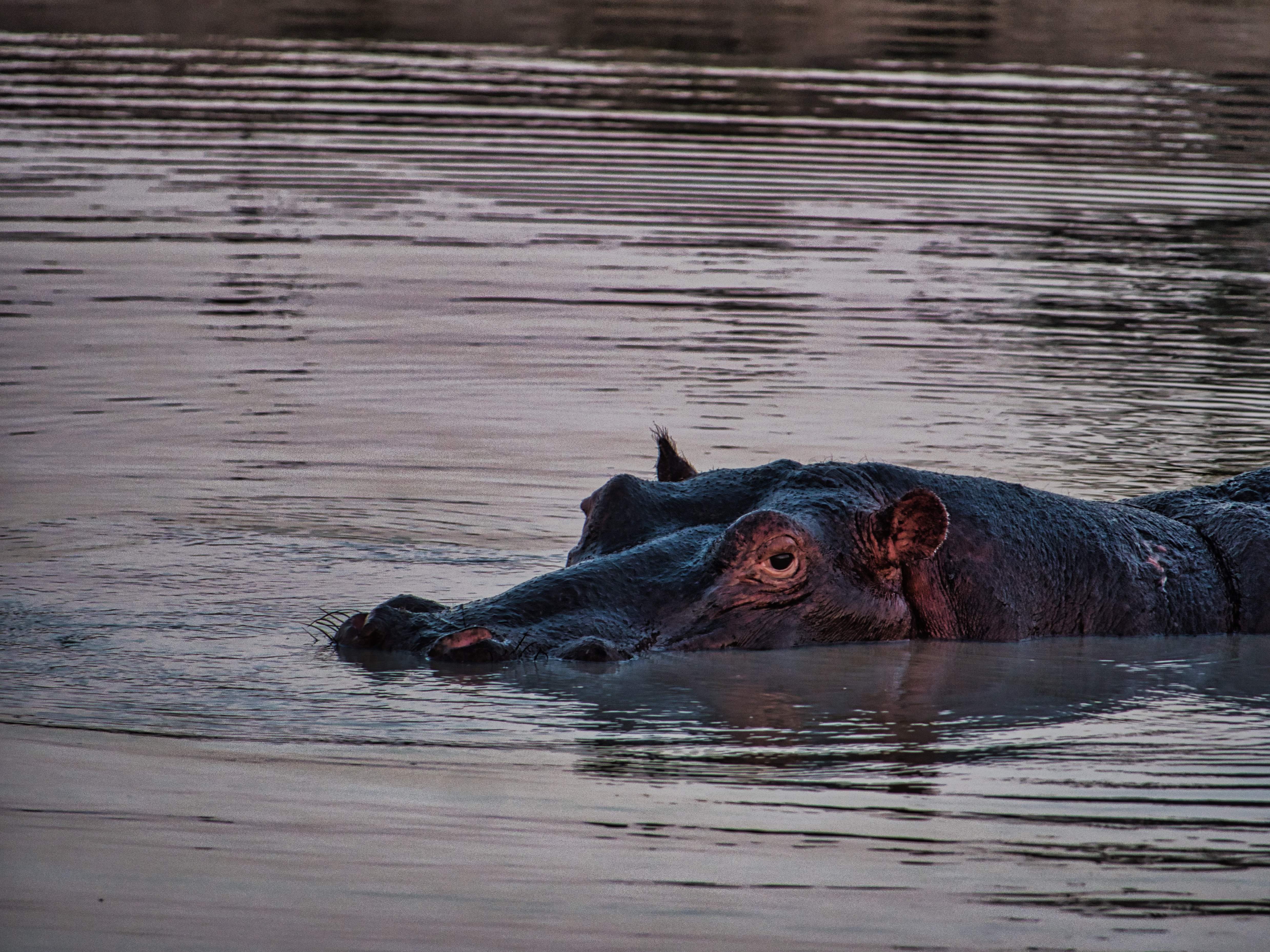 Images From My First Safari
