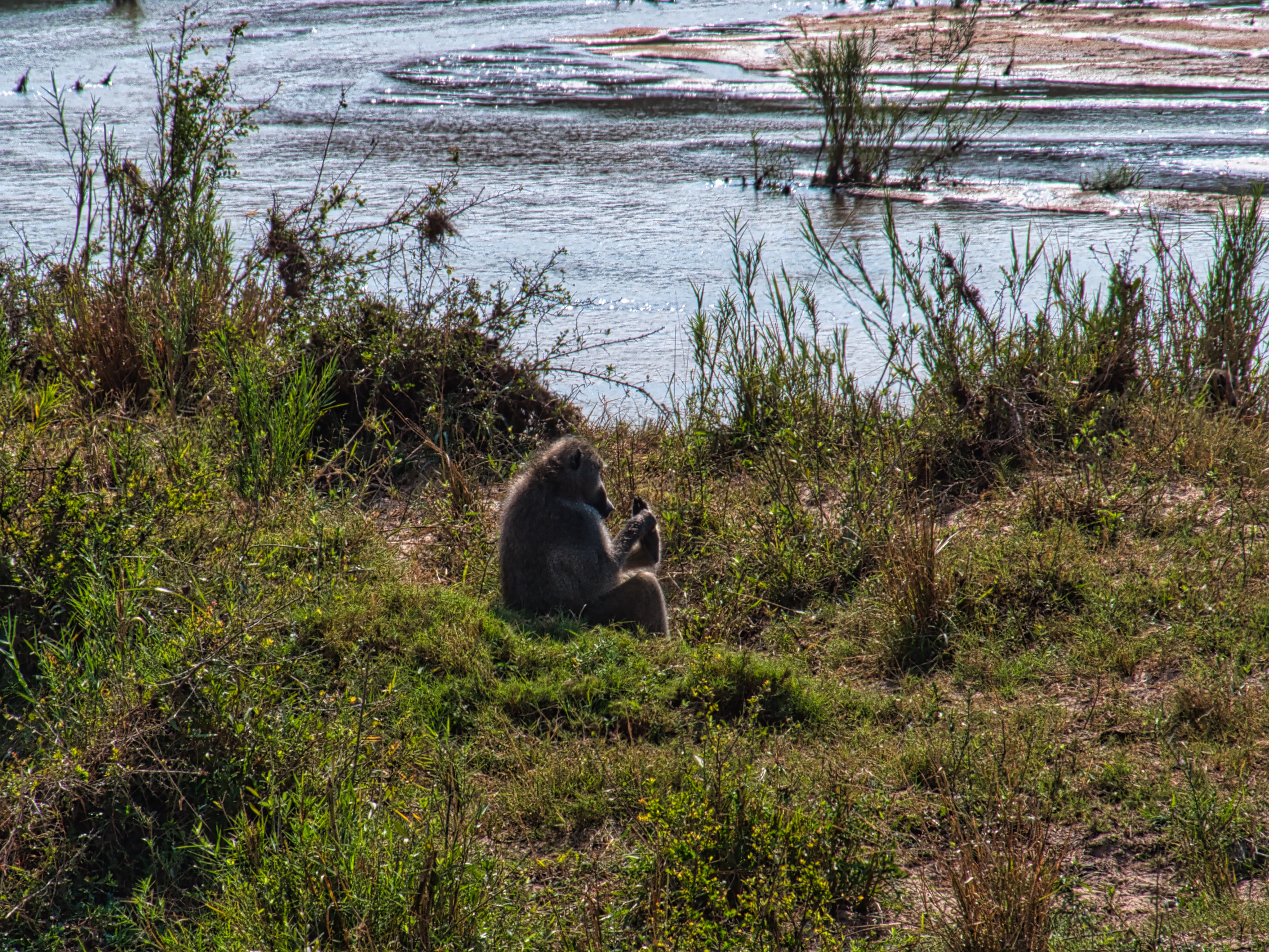 Chacma Baboons – South Africa