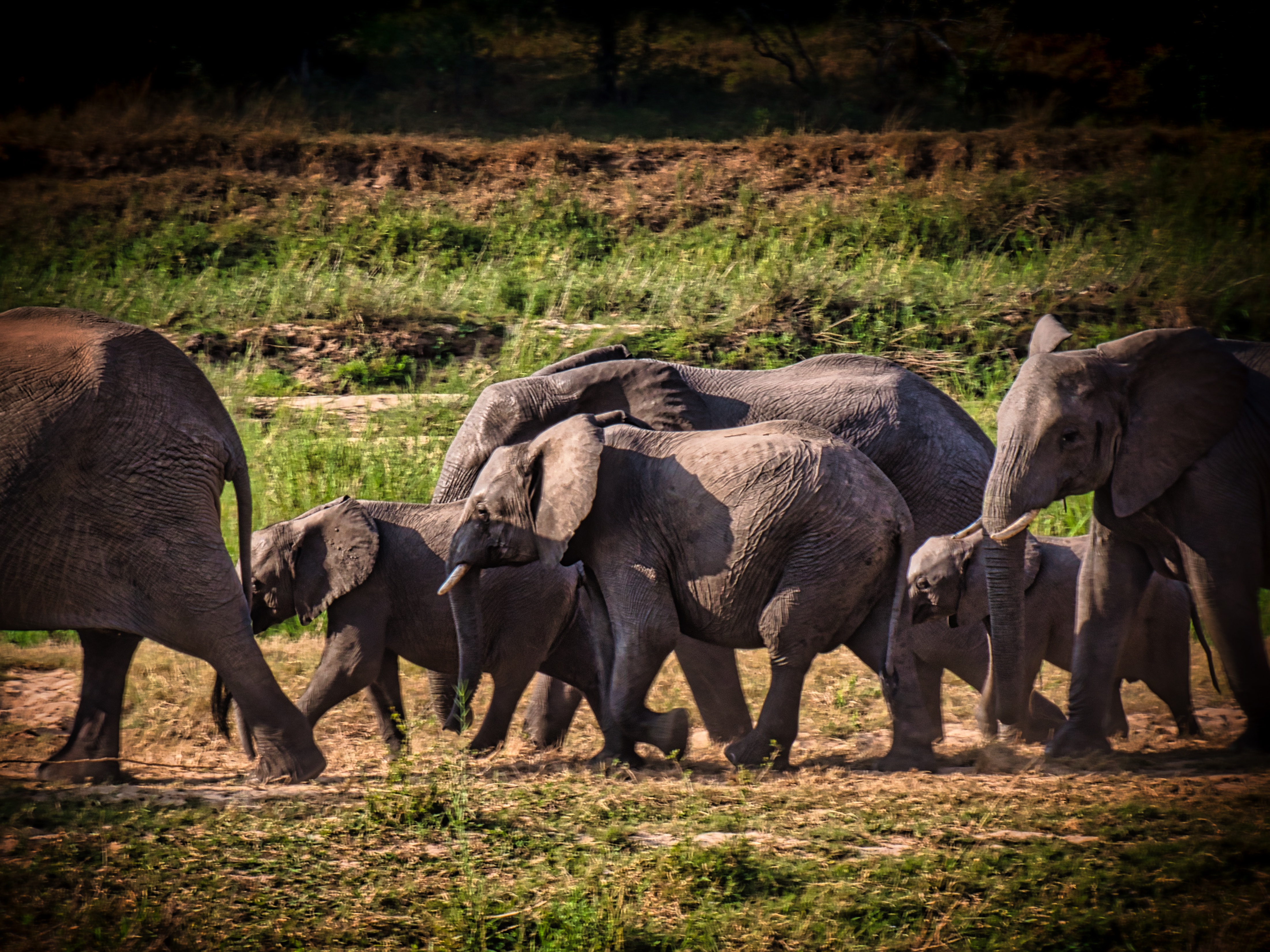World Elephant Day: Standing Tall for Our Gentle Giants