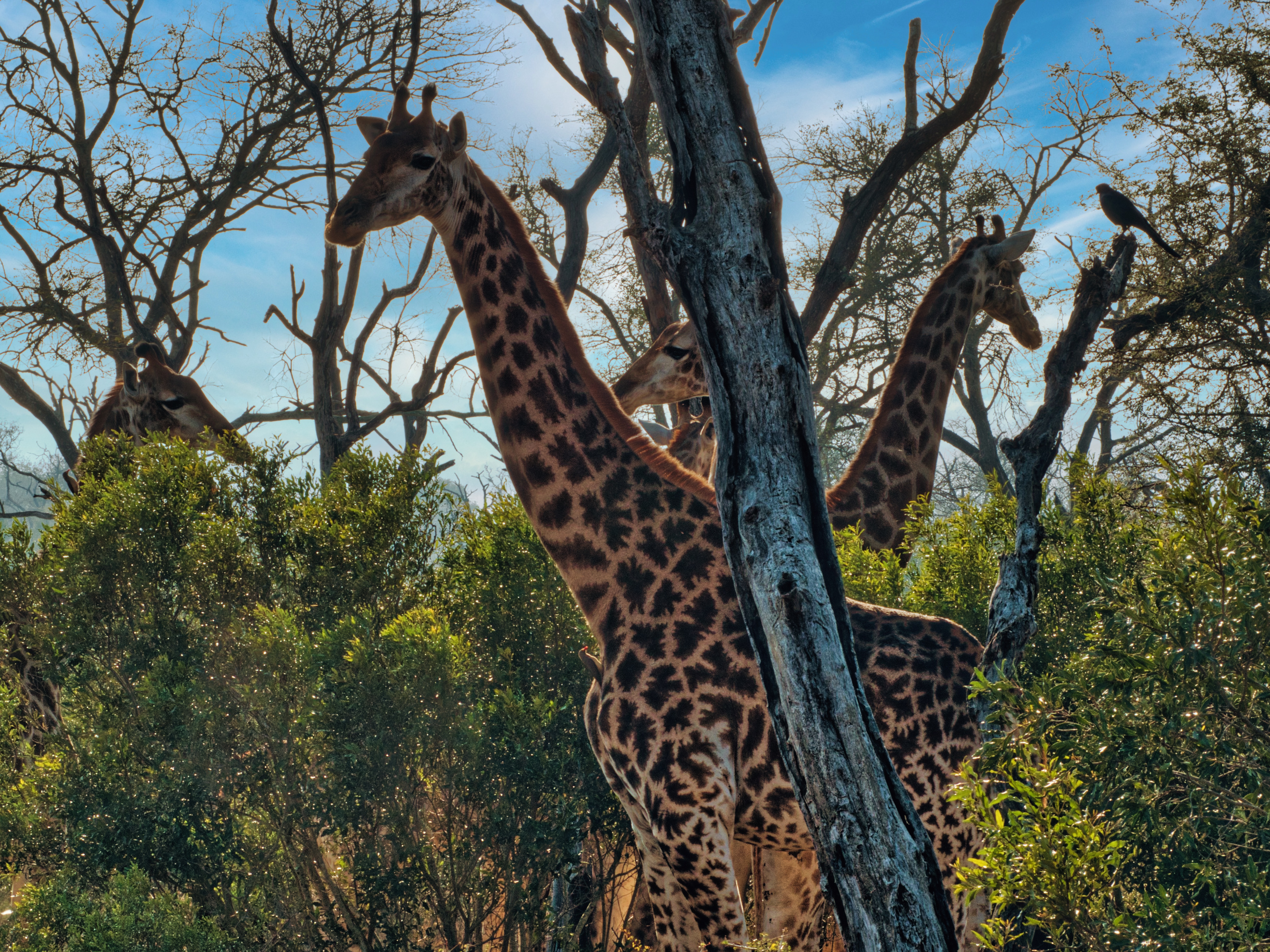 Graceful Giants of the Savannah – Giraffes