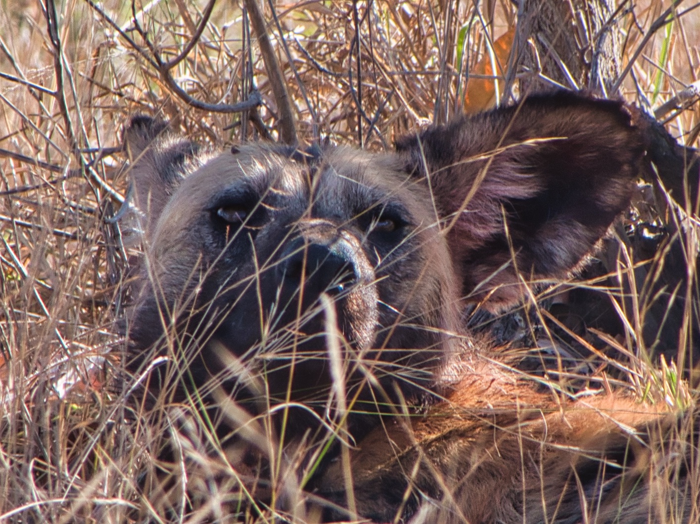 The South African Safari Continues