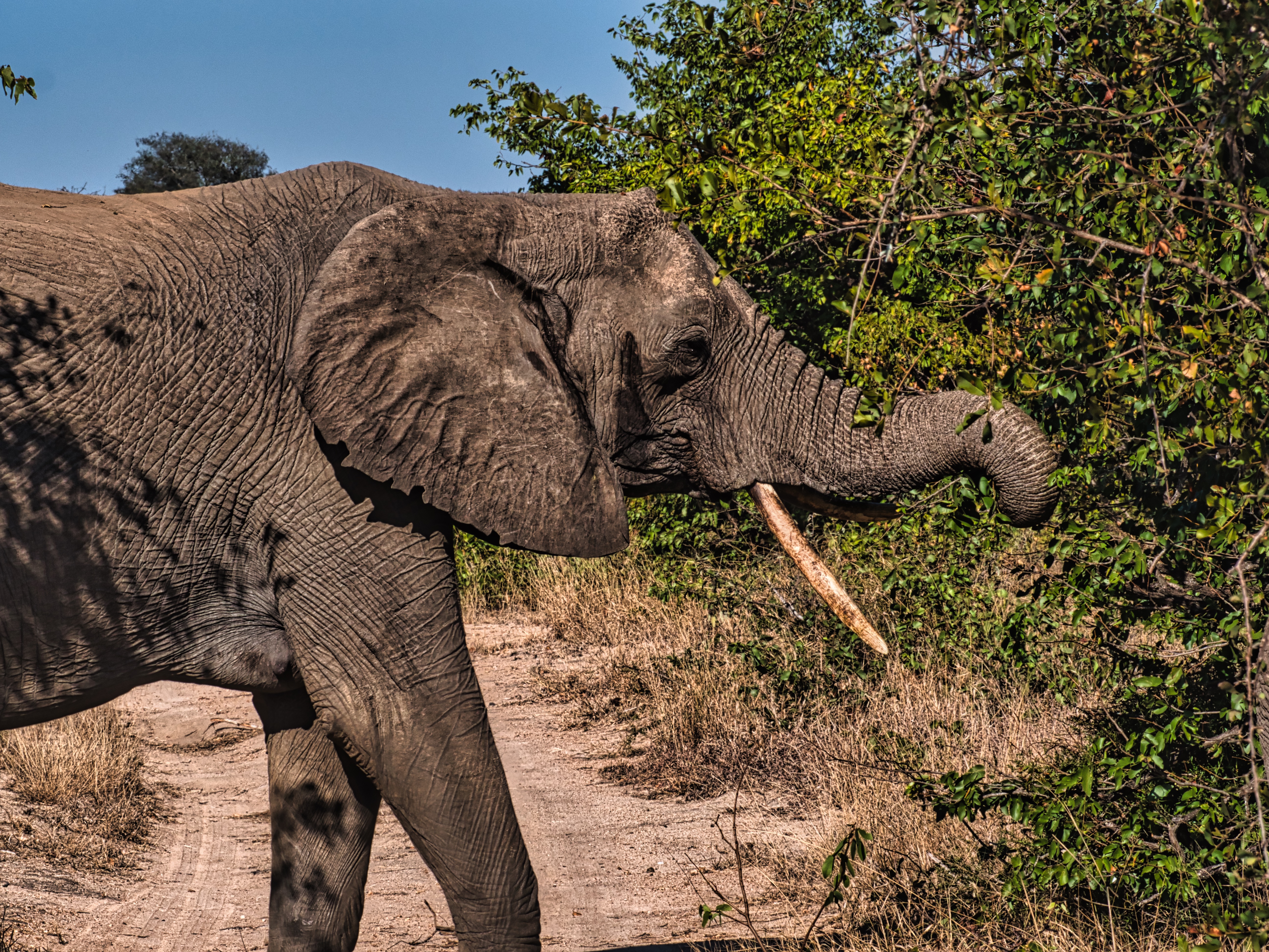 World Elephant Day in 10 Frames