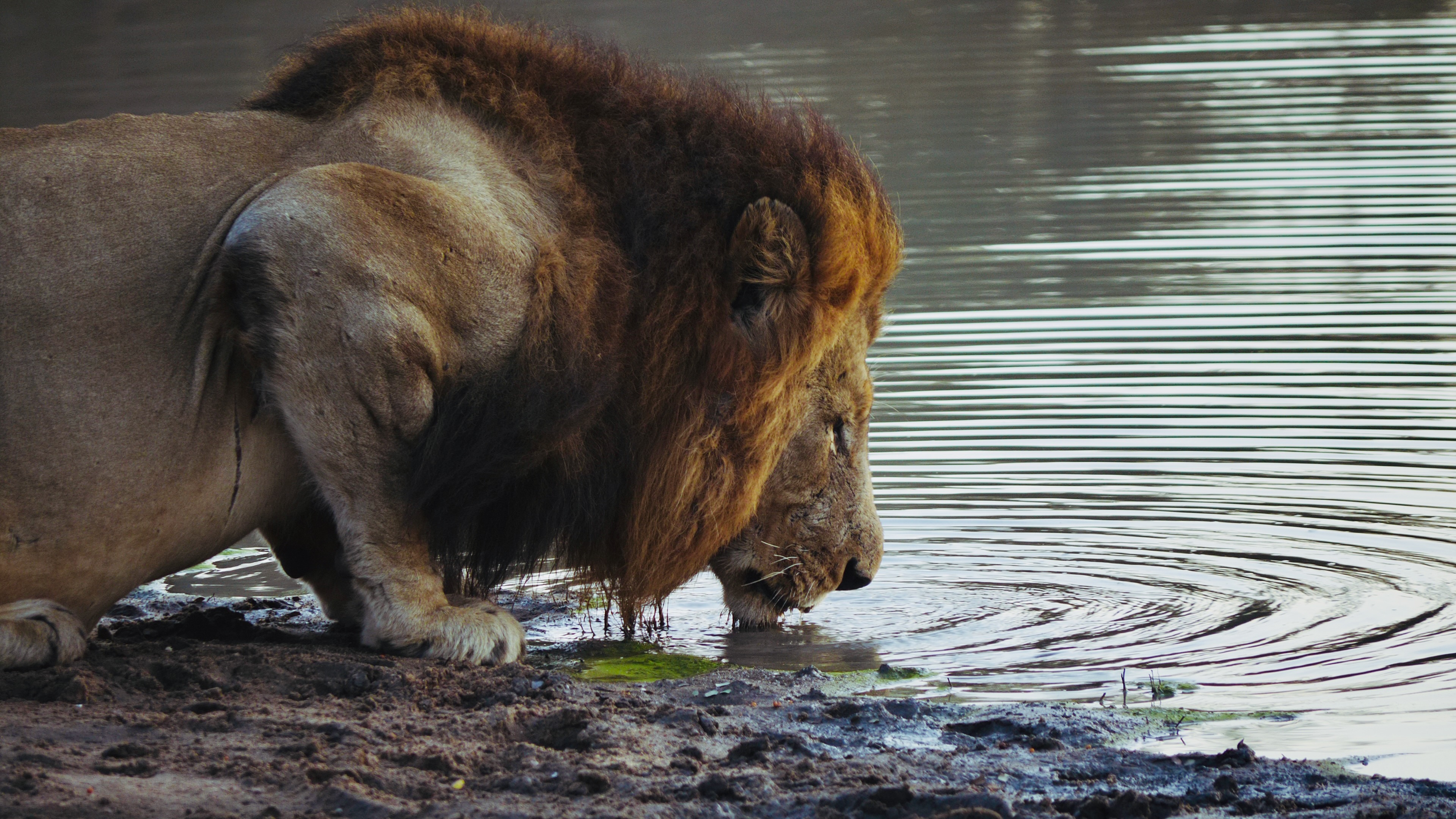 Crowned King of the Jungle