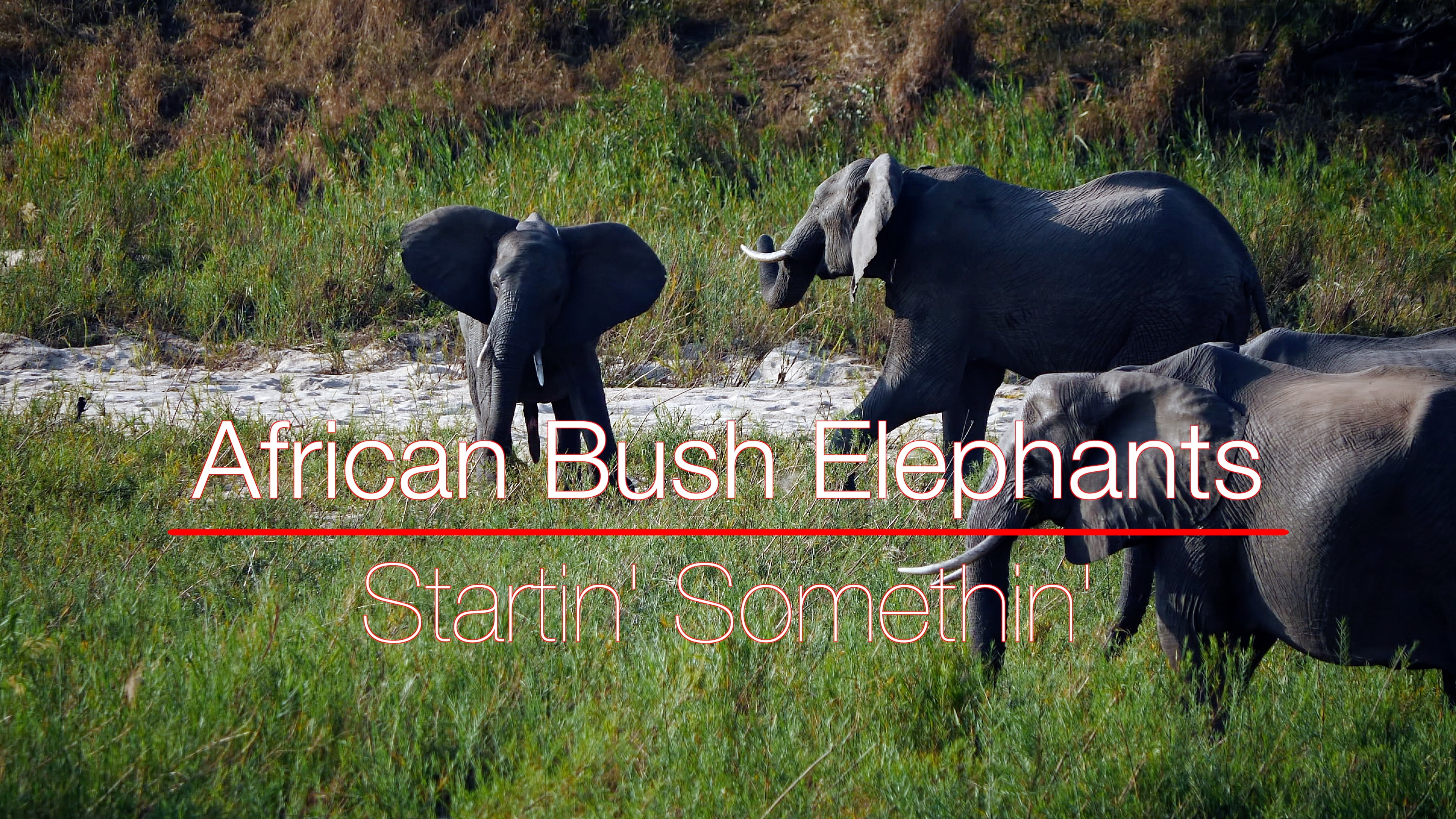 Juvenile African Bush Elephants at Play