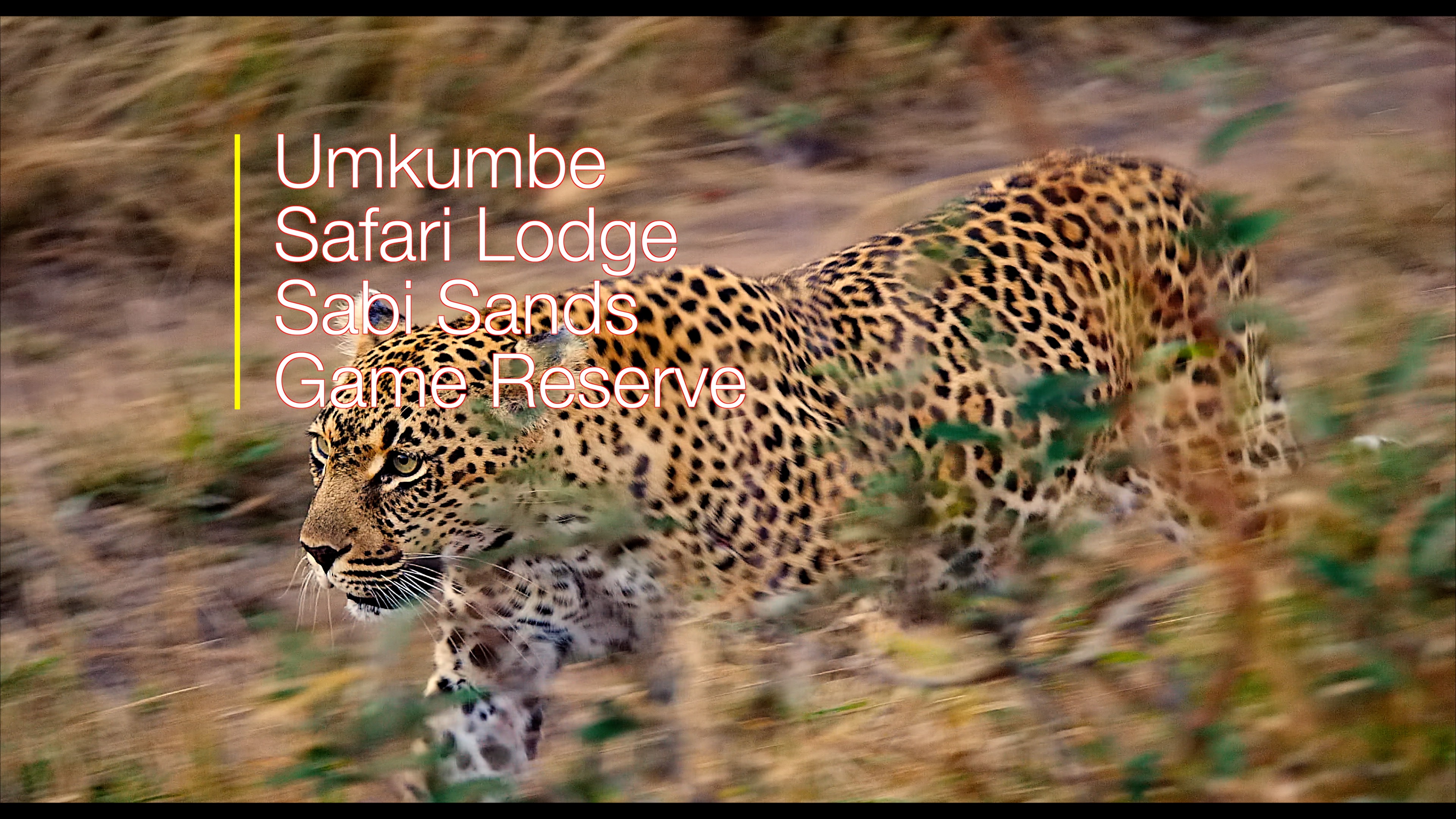 Captivating Elegance: A Majestic Leopard’s Stroll