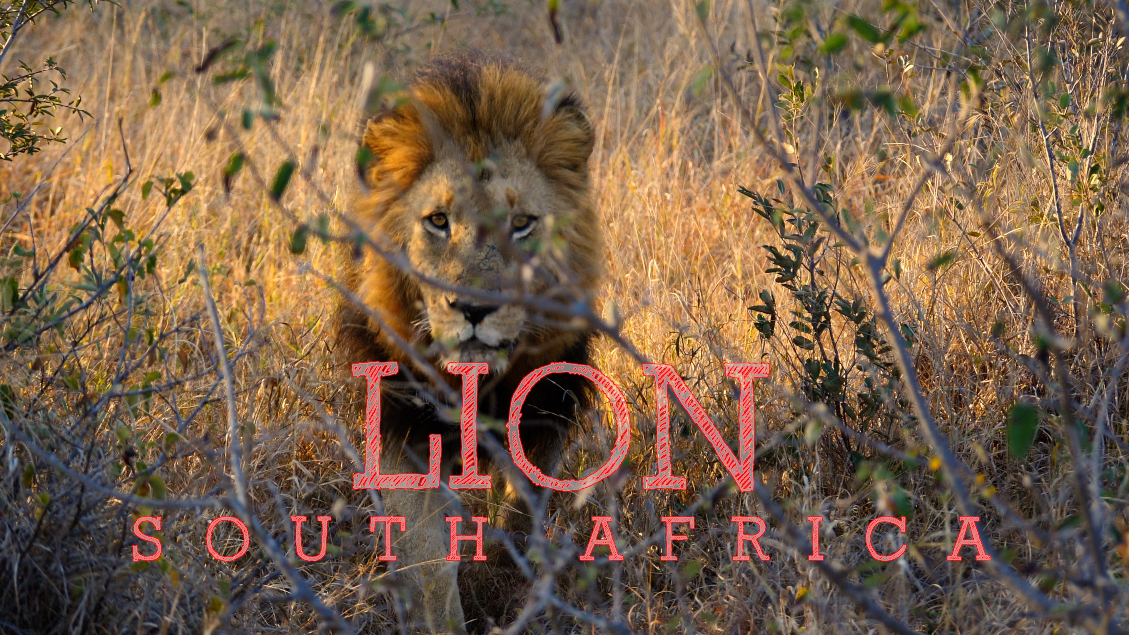 A Few More Lion Images