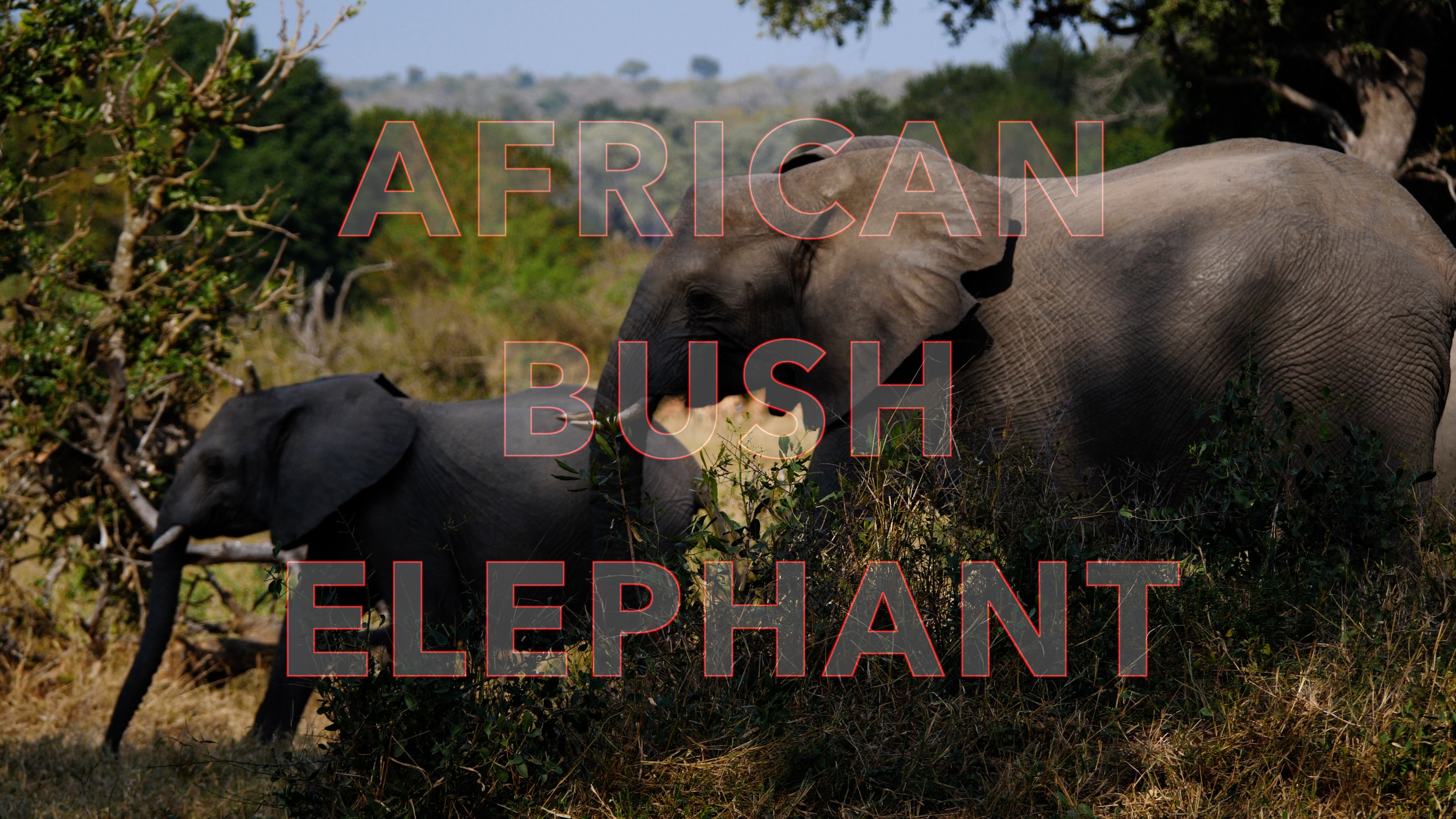 The Majestic African Bush Elephant: A Marvel of Nature