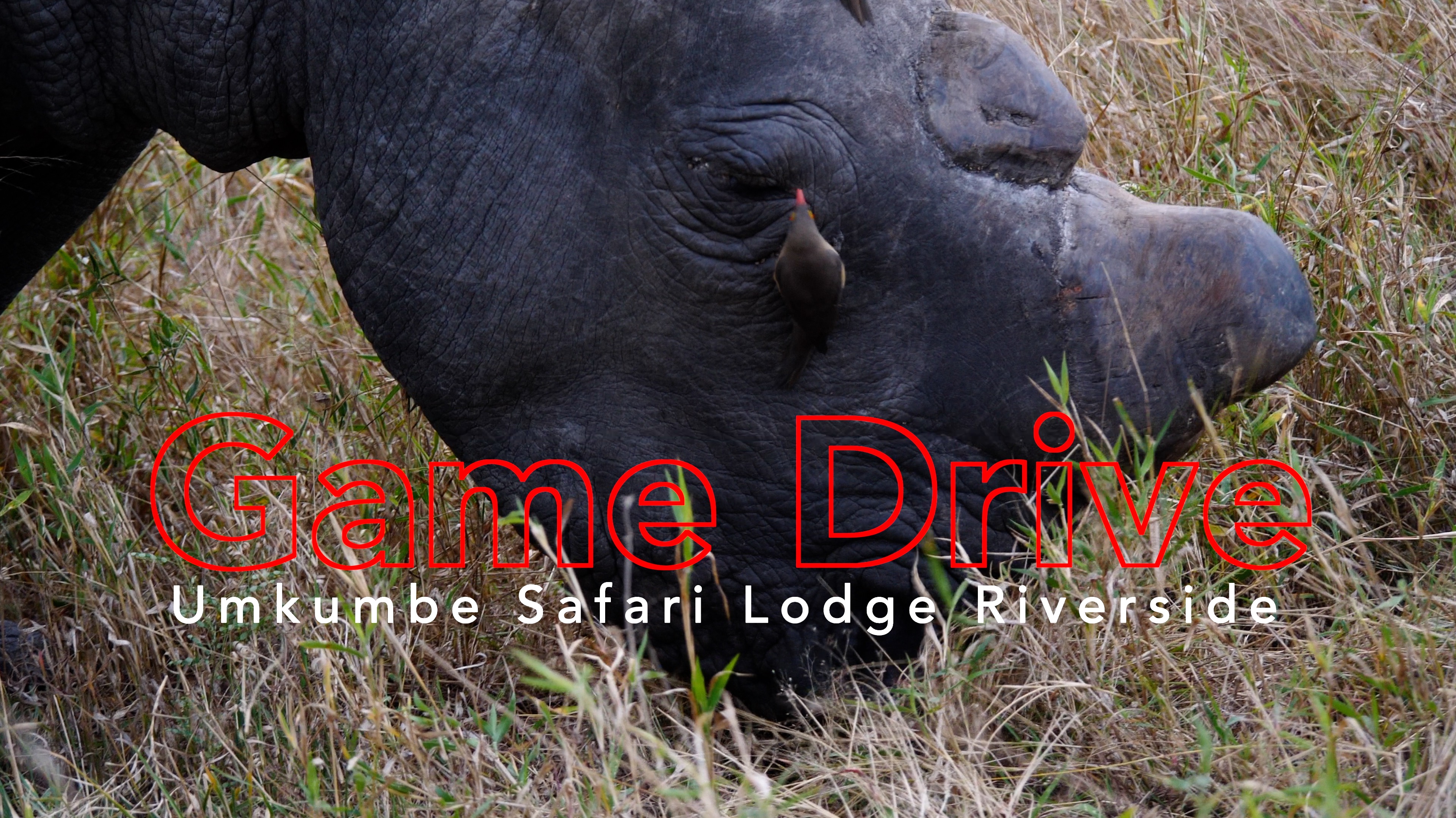 Umkumbe Safari Game Drive Highlights - Scuba Hank NYC