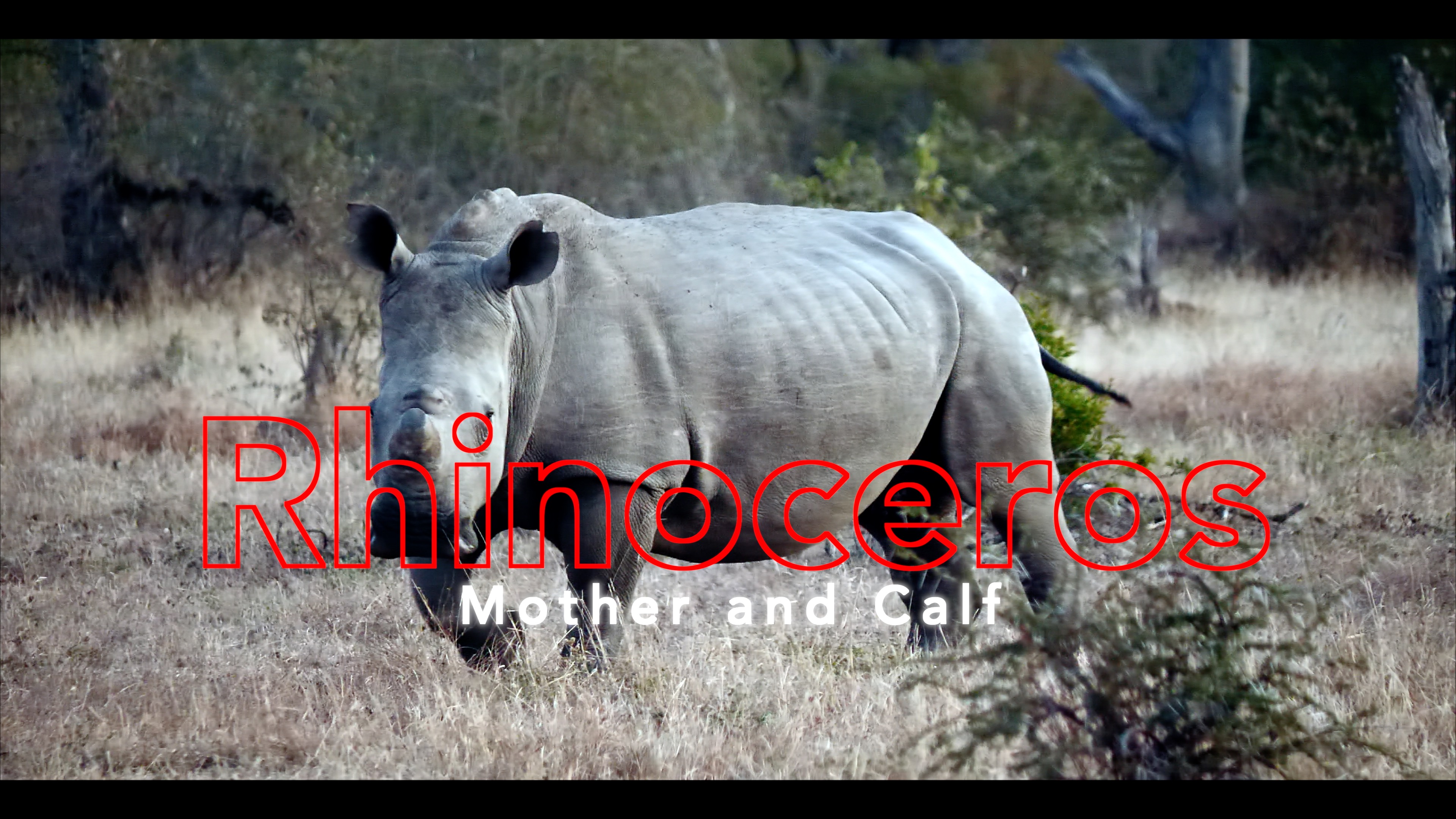 The Plight of South Africa’s Rhinoceros