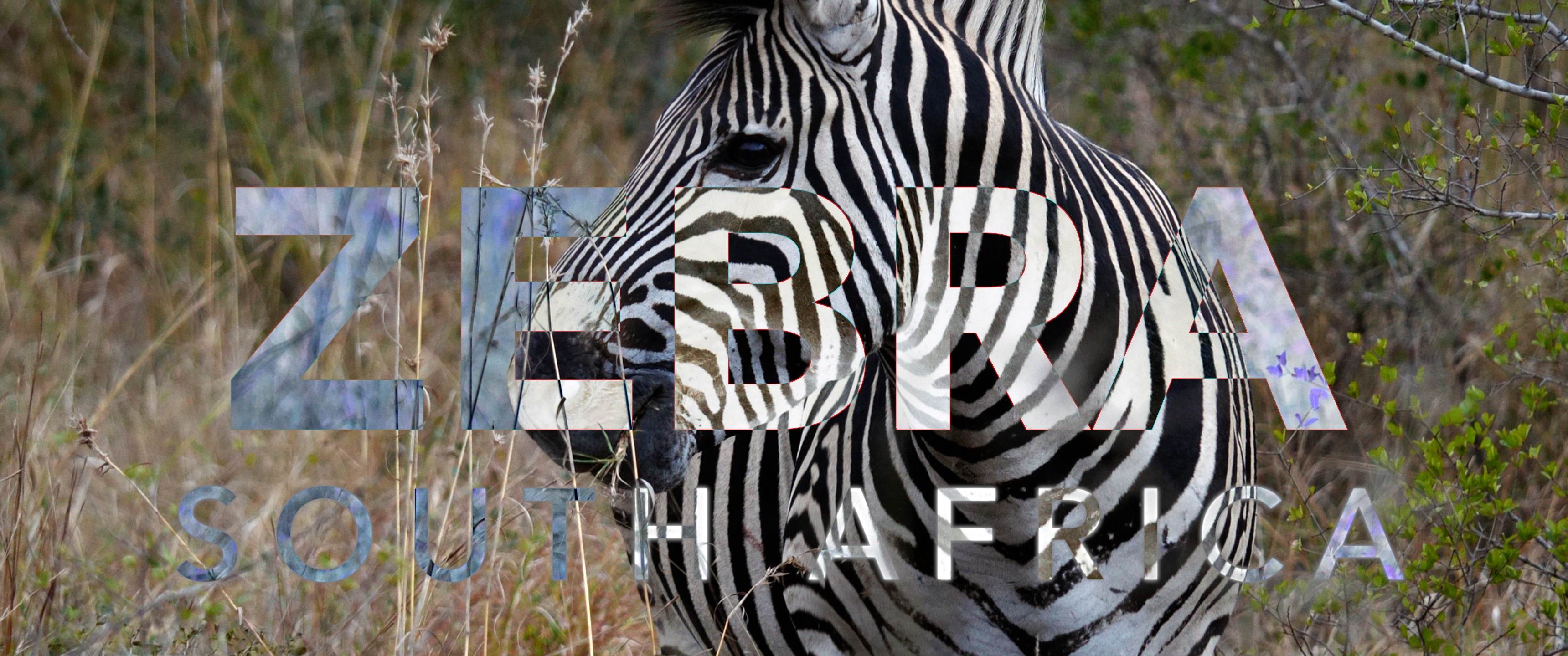 Up Close with a Stunning Zebra - South Africa - Scuba Hank NYC
