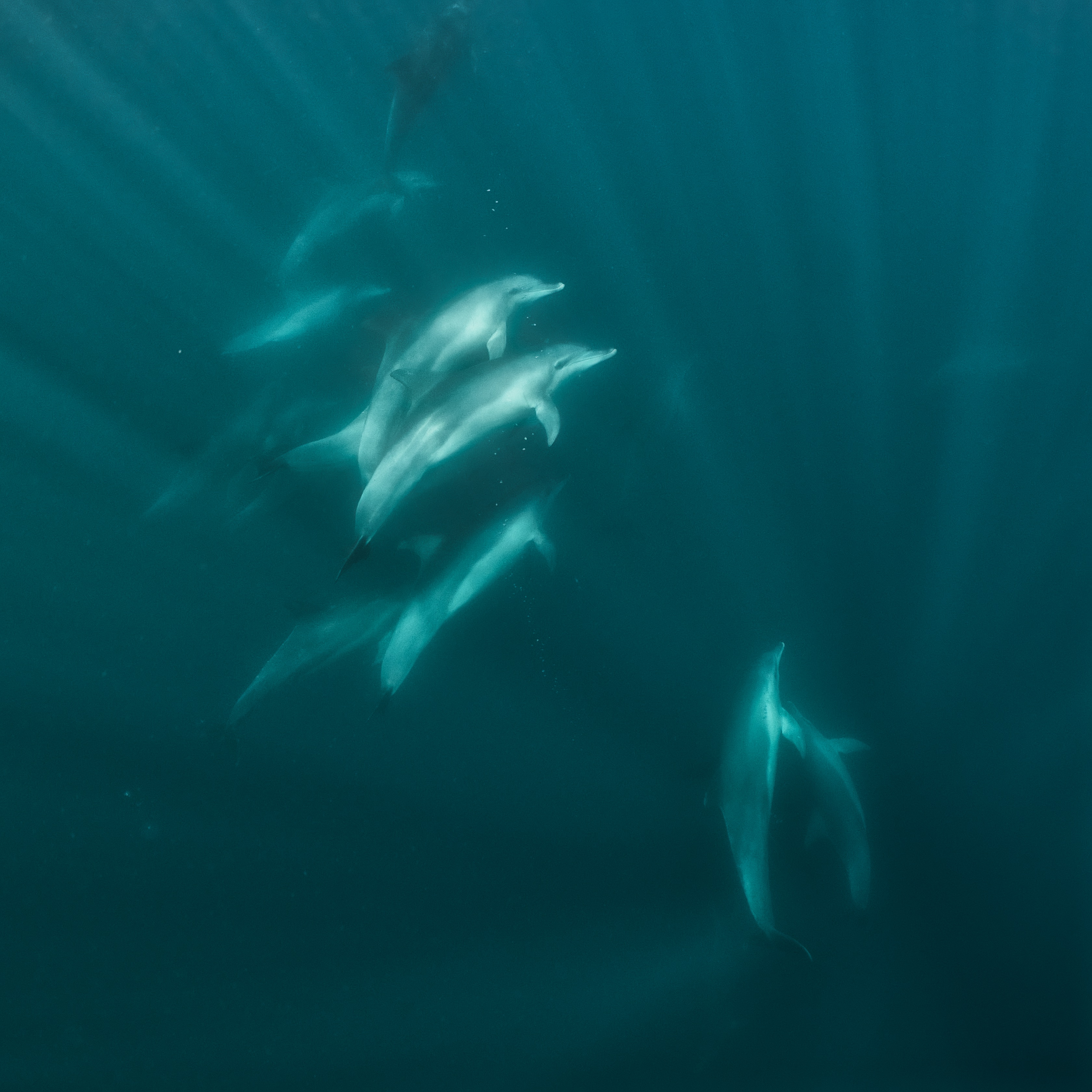 Water Water Everywhere – Dolphins