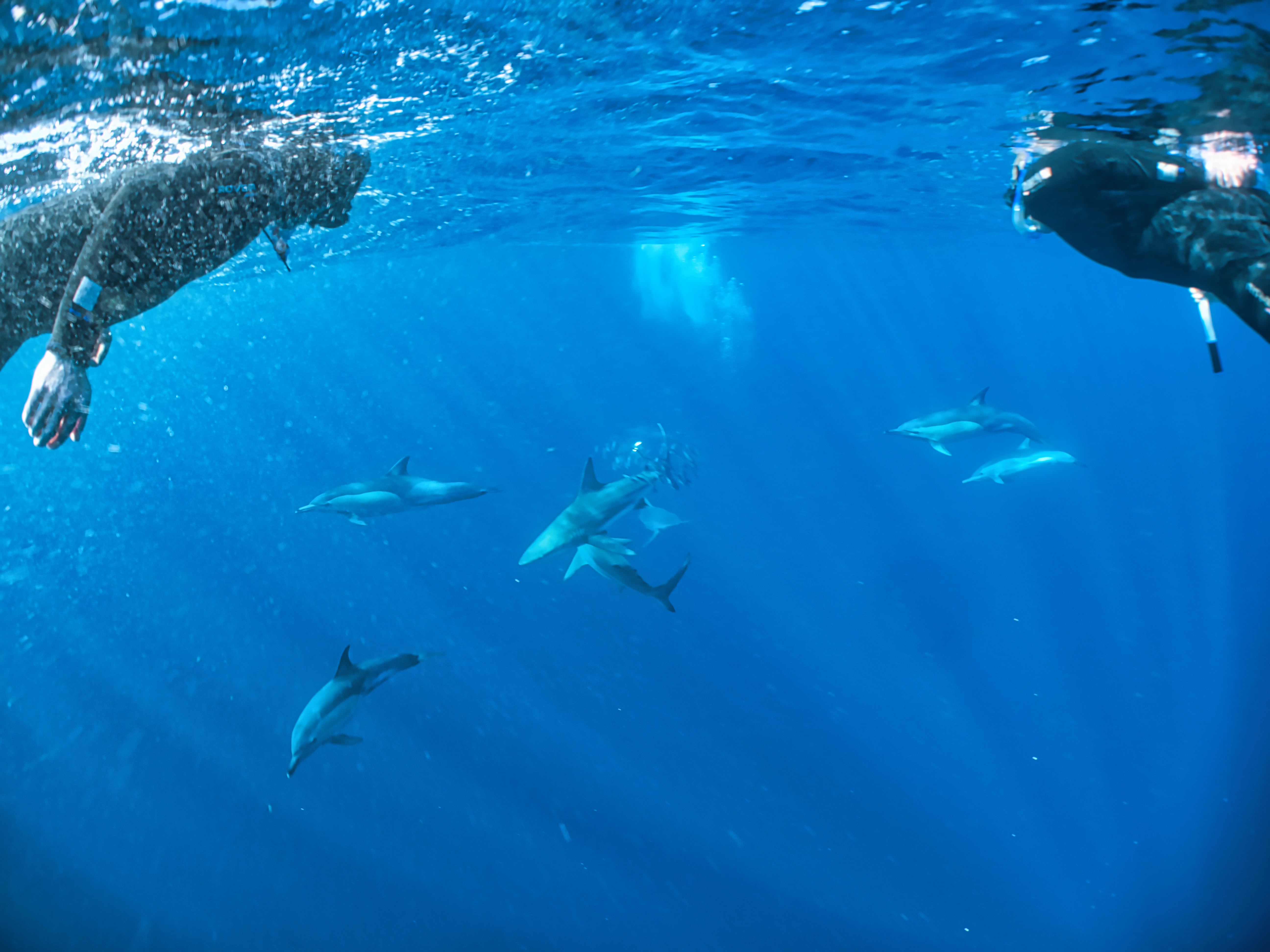 Witnessing the Sardine Run: A Truly Unique Experience - Scuba Hank NYC