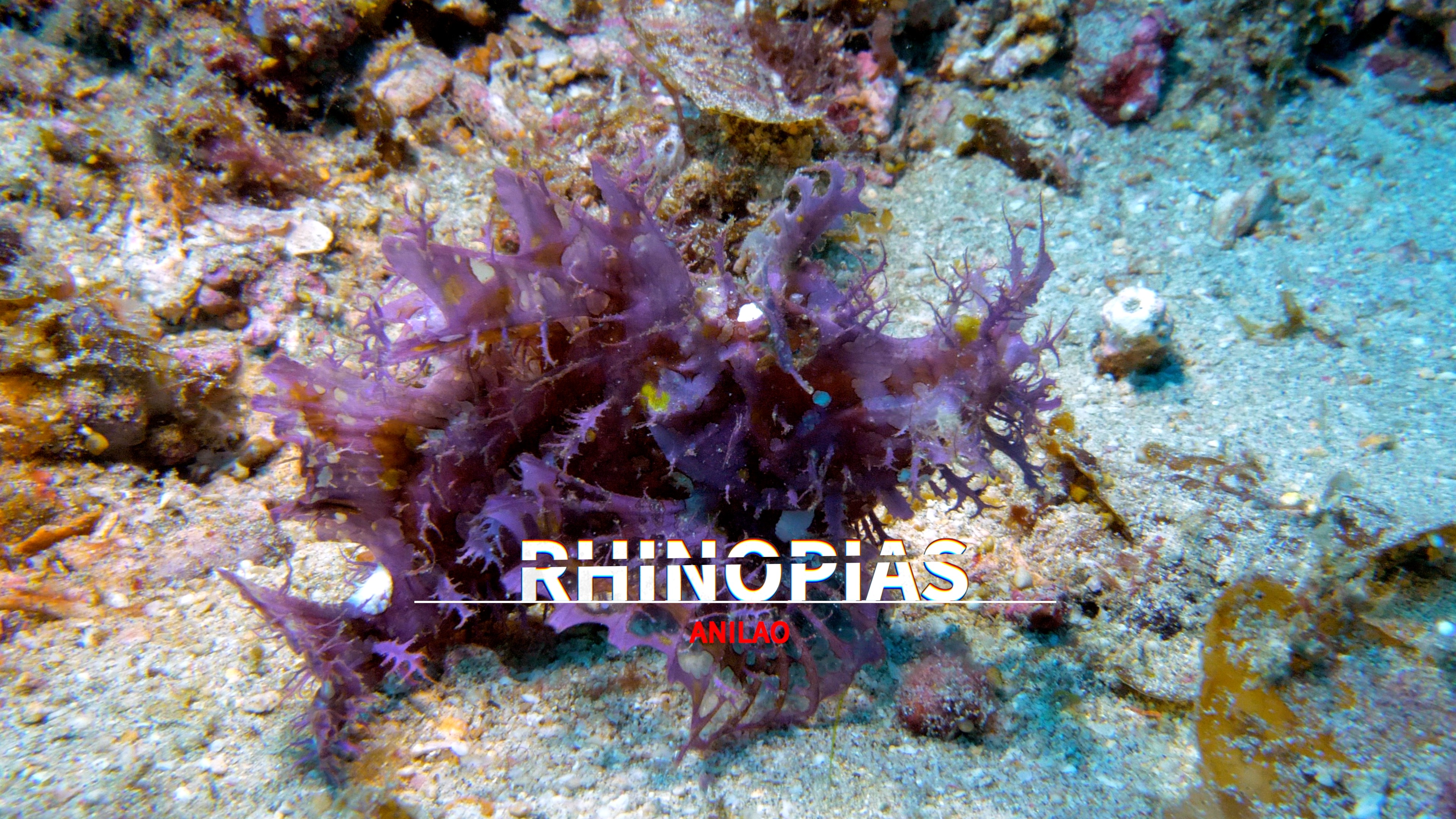 The Lamborghini of the Sea: Rhinopias - Scuba Hank NYC