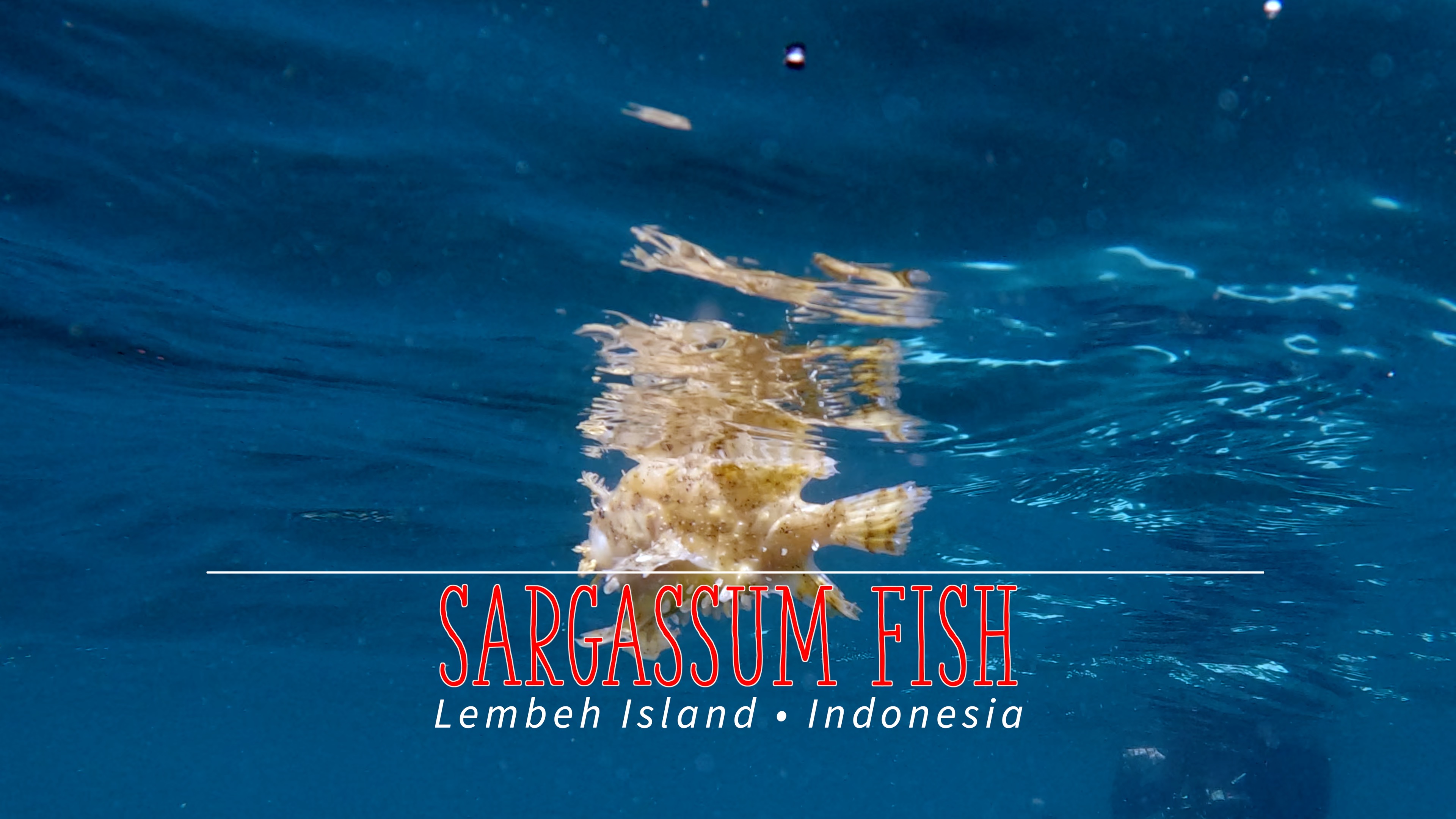 The Enigmatic Sargassum Fish of Lembeh