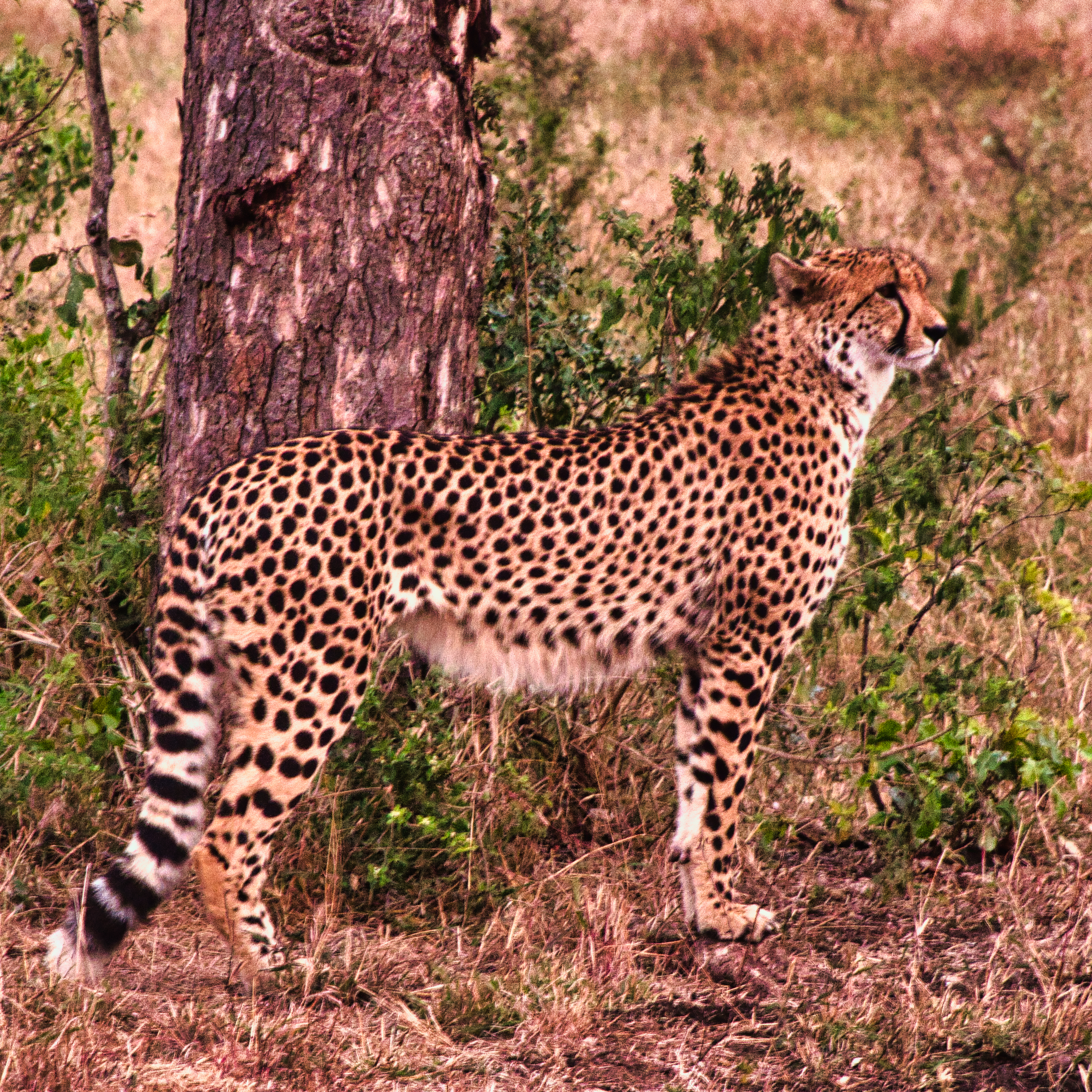 An Evening Encounter with Namibian Cheetah