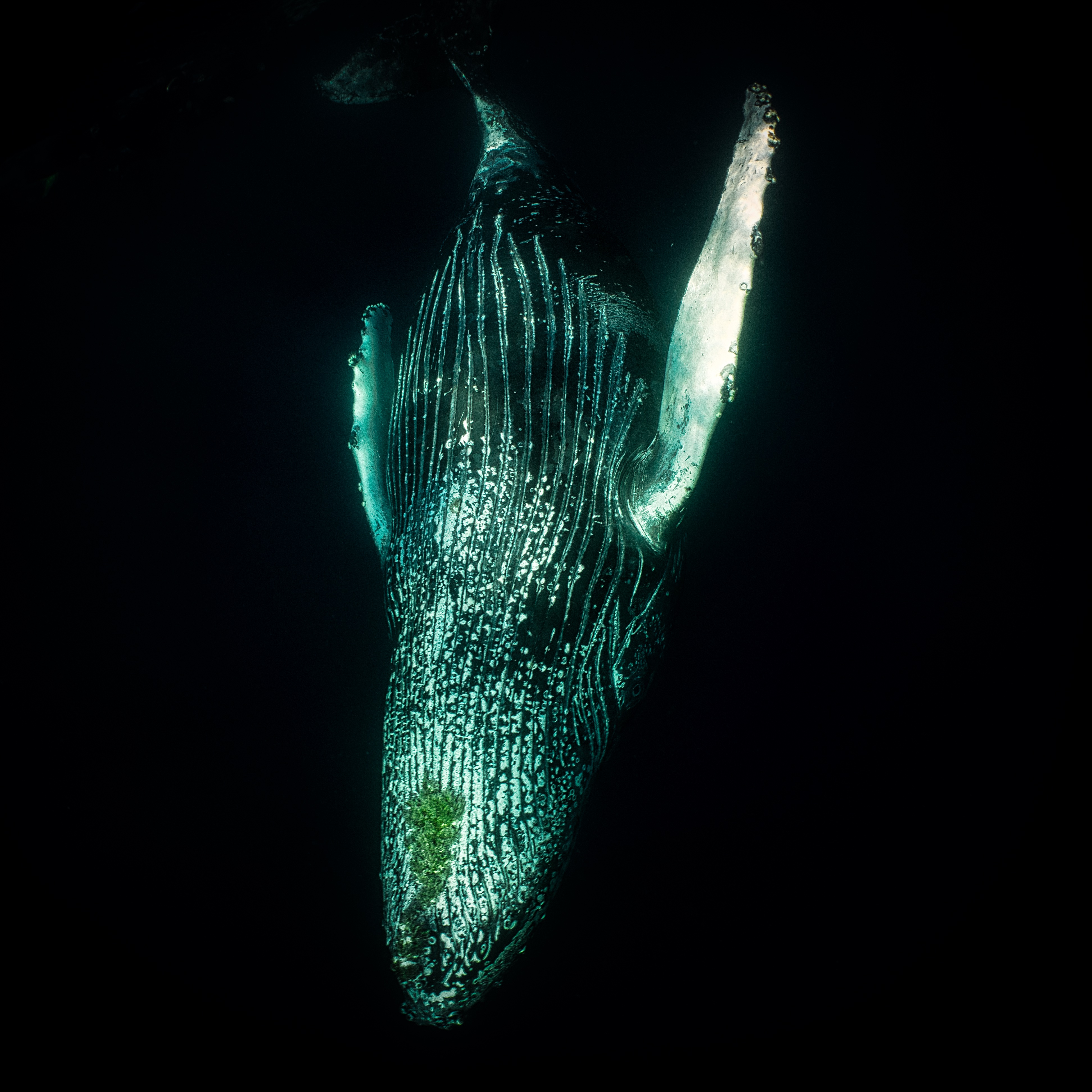 Whale Watching Wednesday