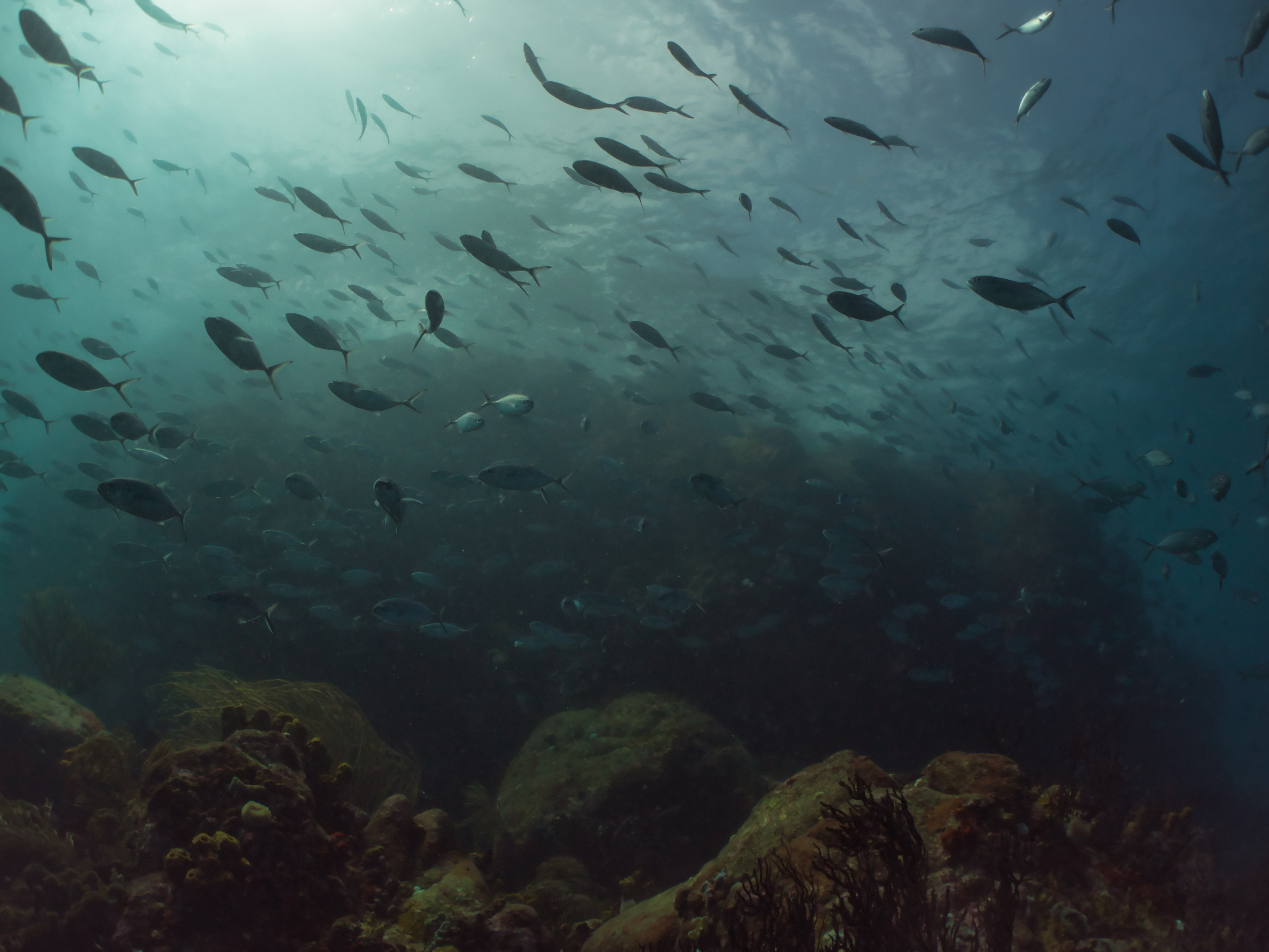 Coral Reef - Carriacou - Scuba Hank NYC