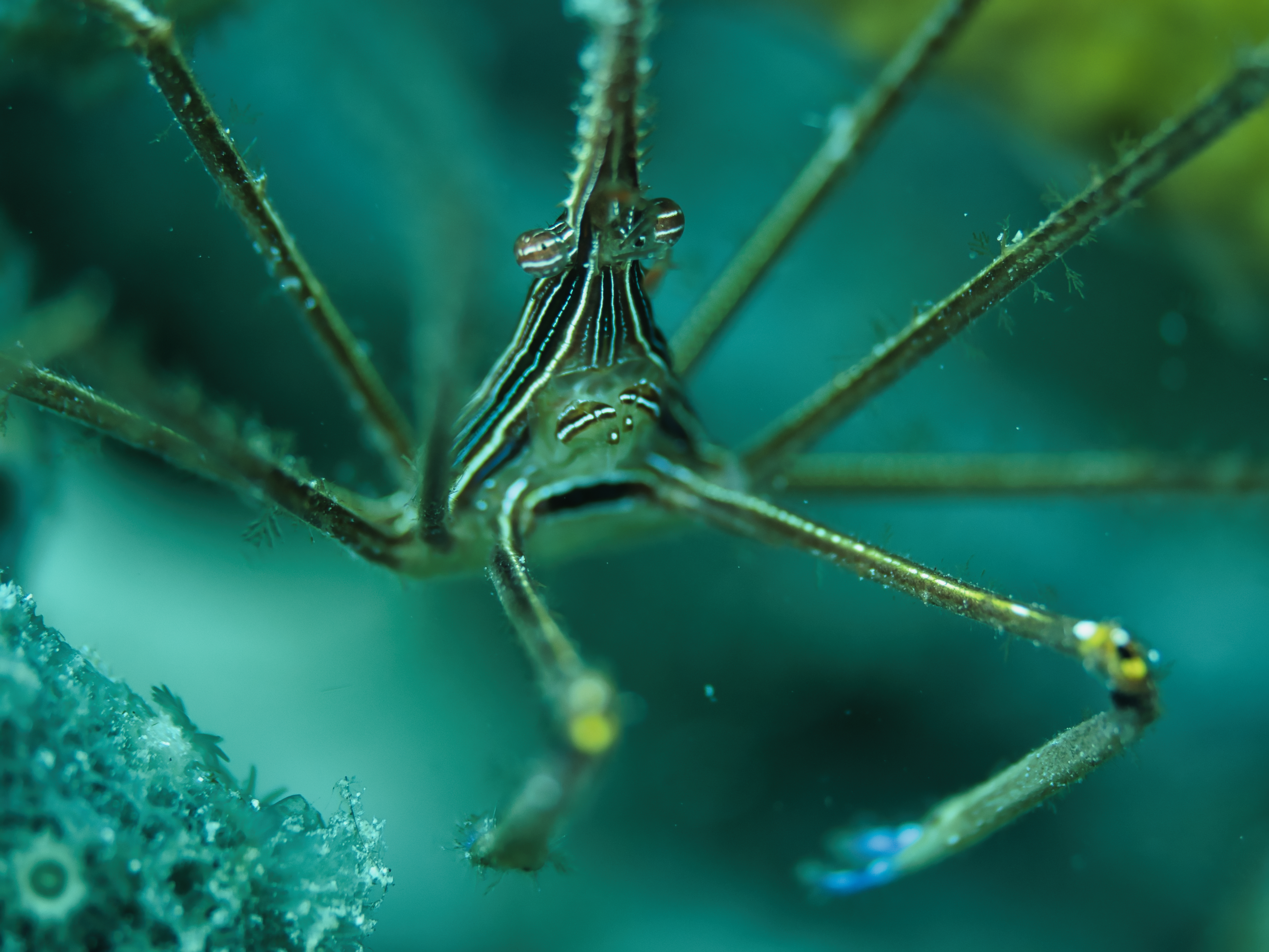 Exploring Grenada’s Underwater Paradise – Carriacou