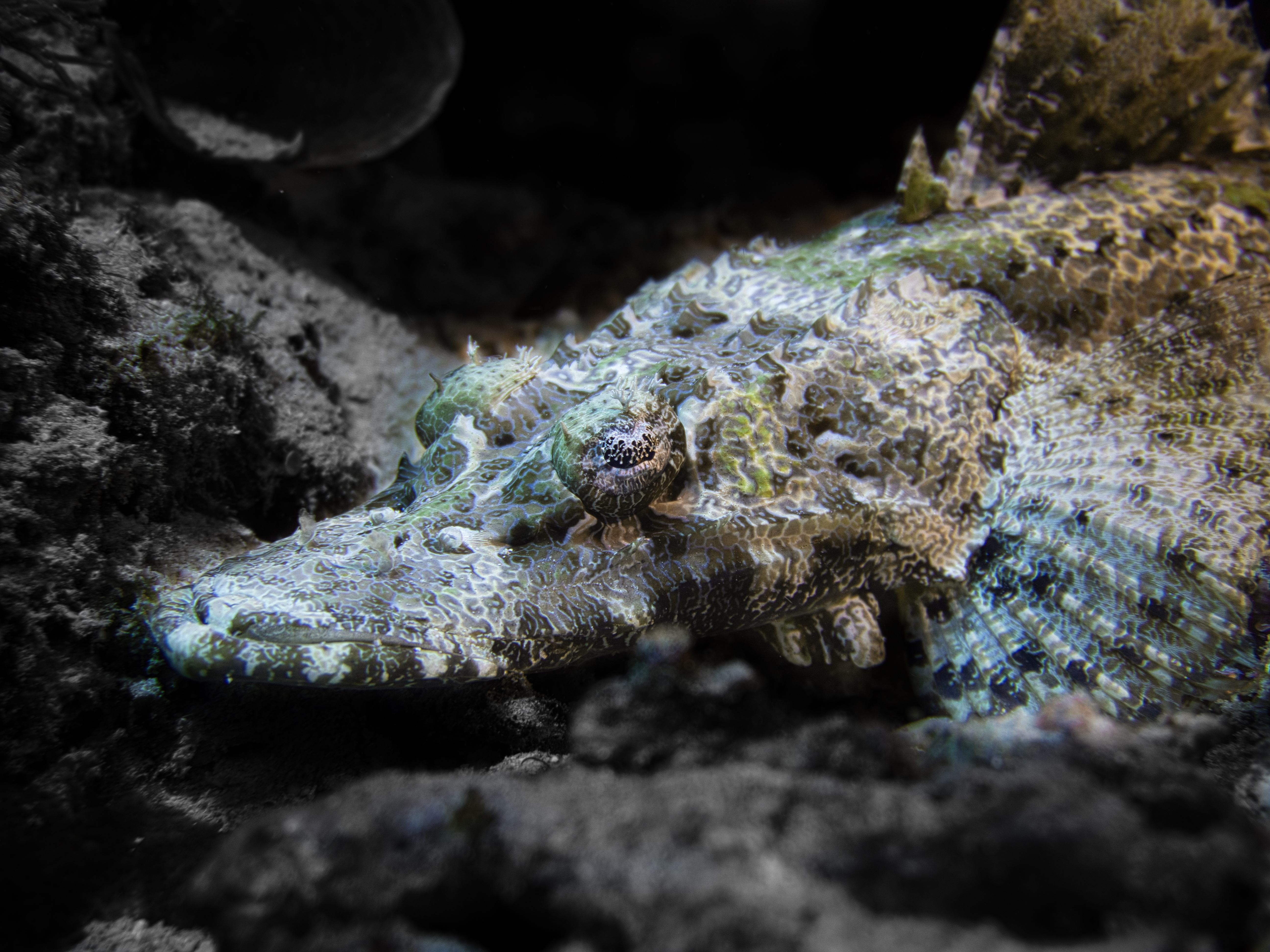 Crocodilefish: Camouflage Masters with Venomous Defense