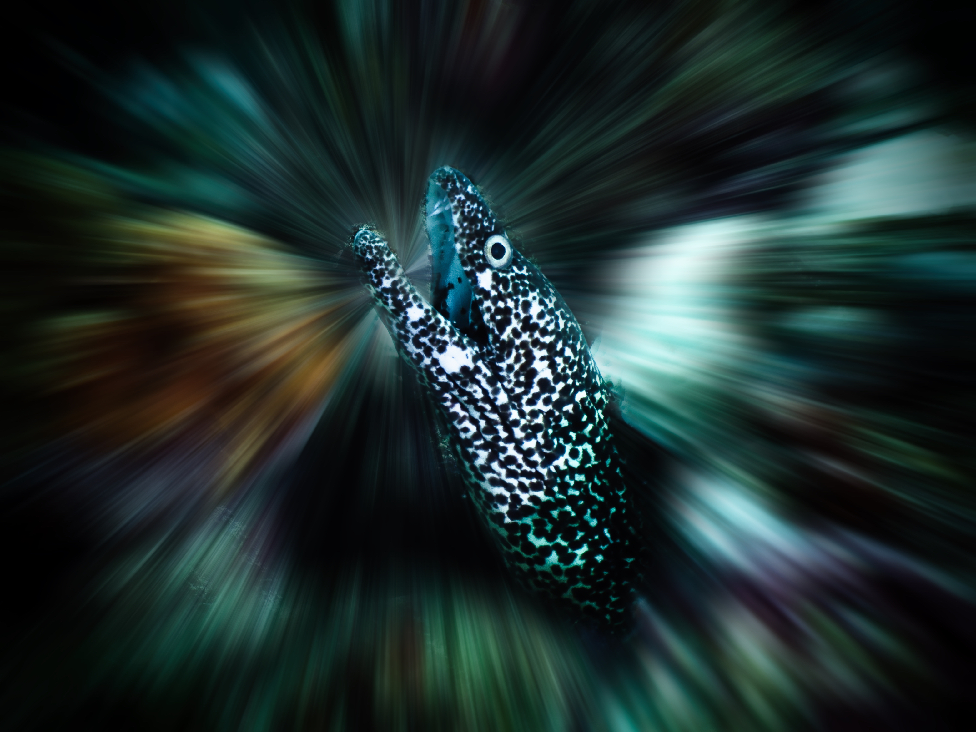 Hidden Beauty of Grenada: A Stunning Underwater Photography Journey