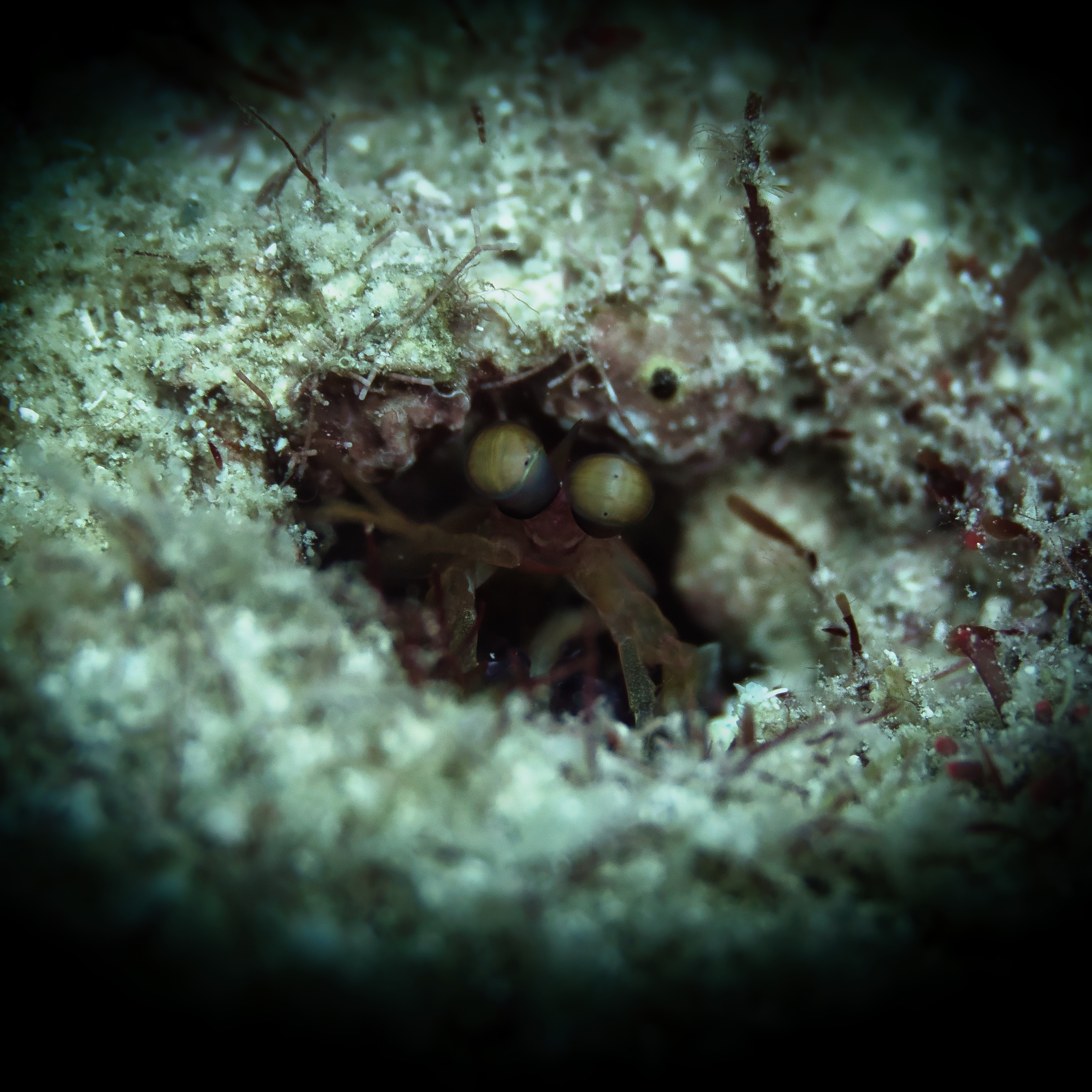 Close-up of a small shrimp peeking out from a hole in the reef in Carriacou, Grenada