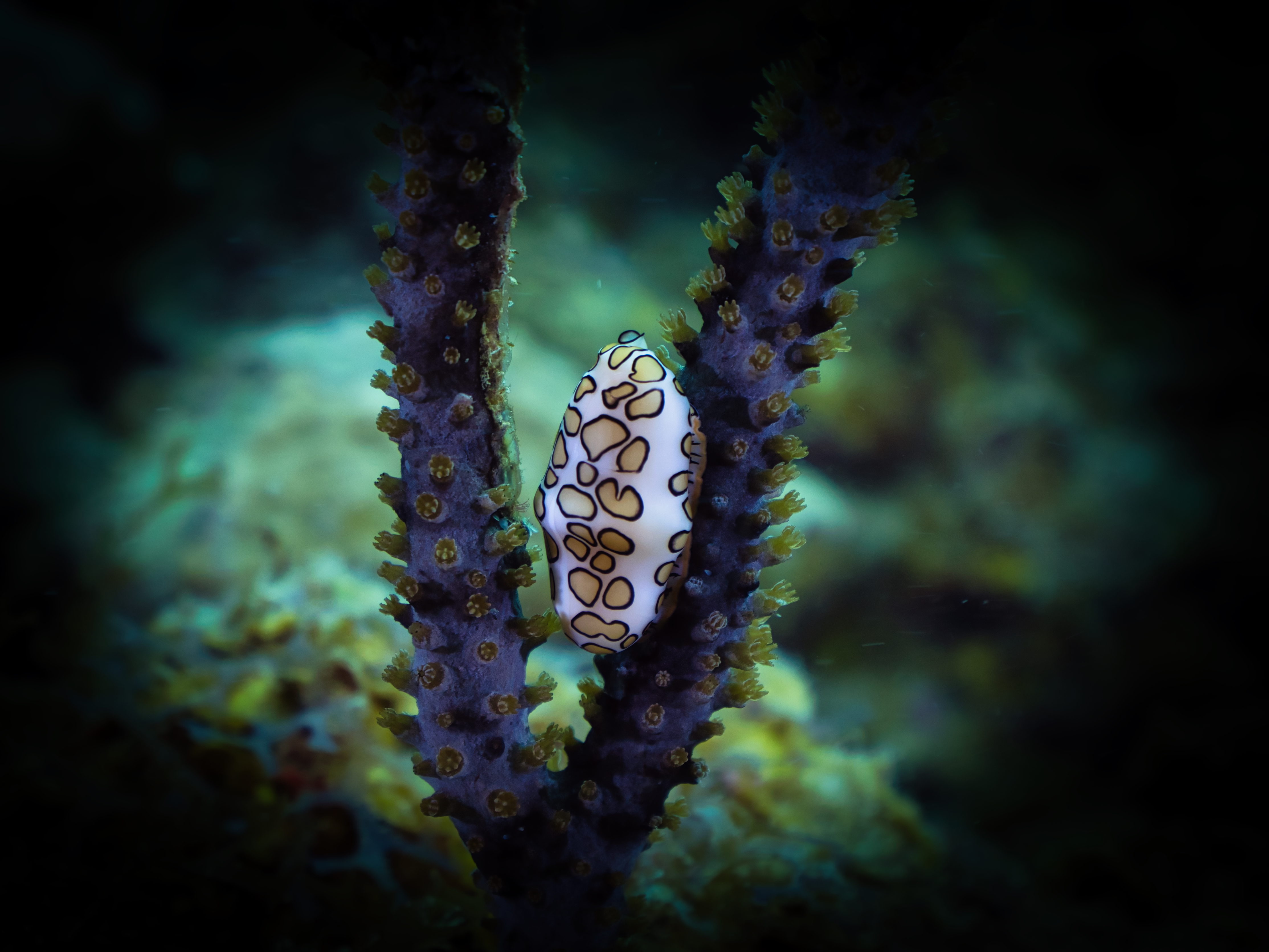 Flamingo Tongue – Grenada