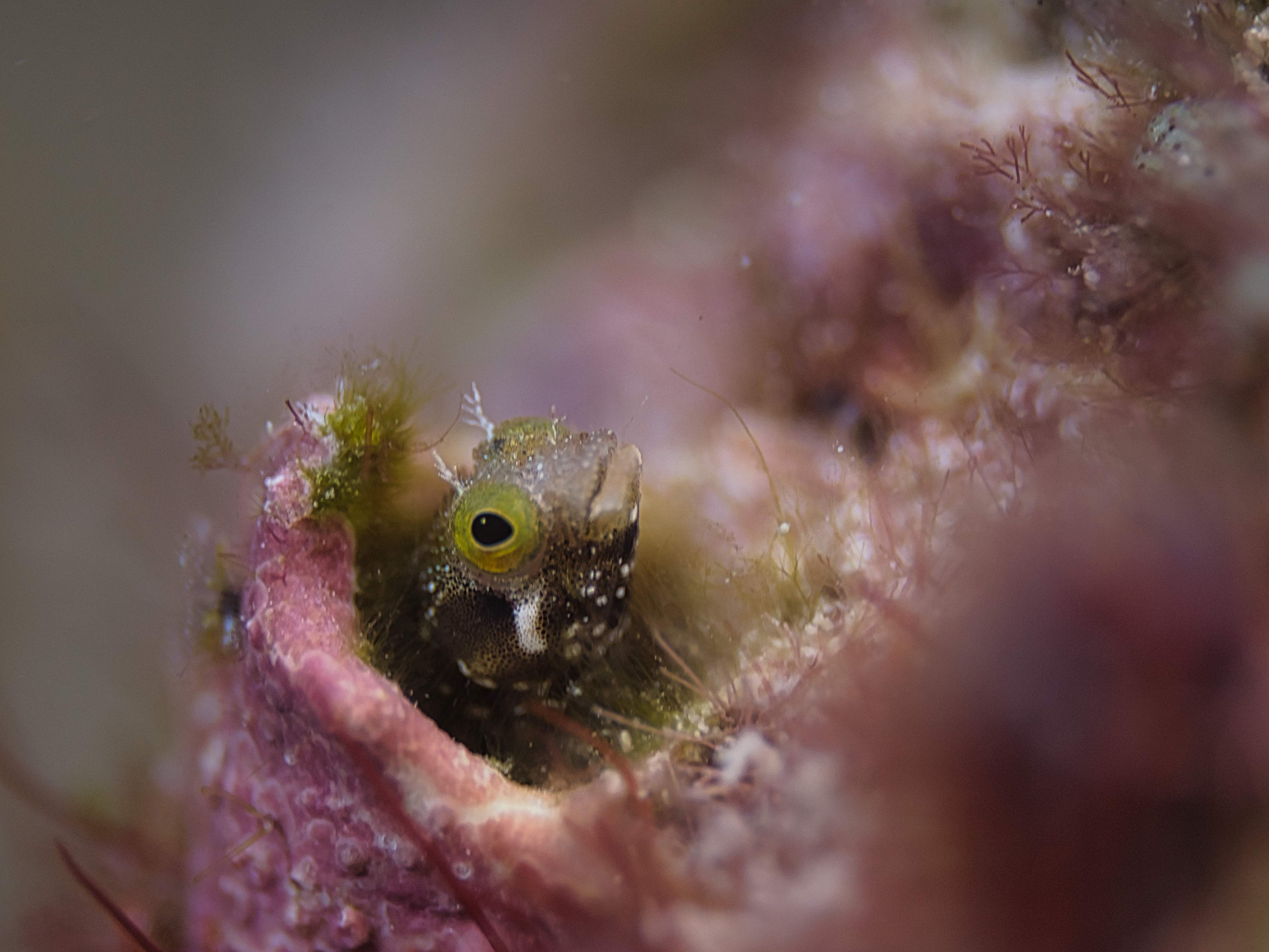Underwater Images From Carriacou