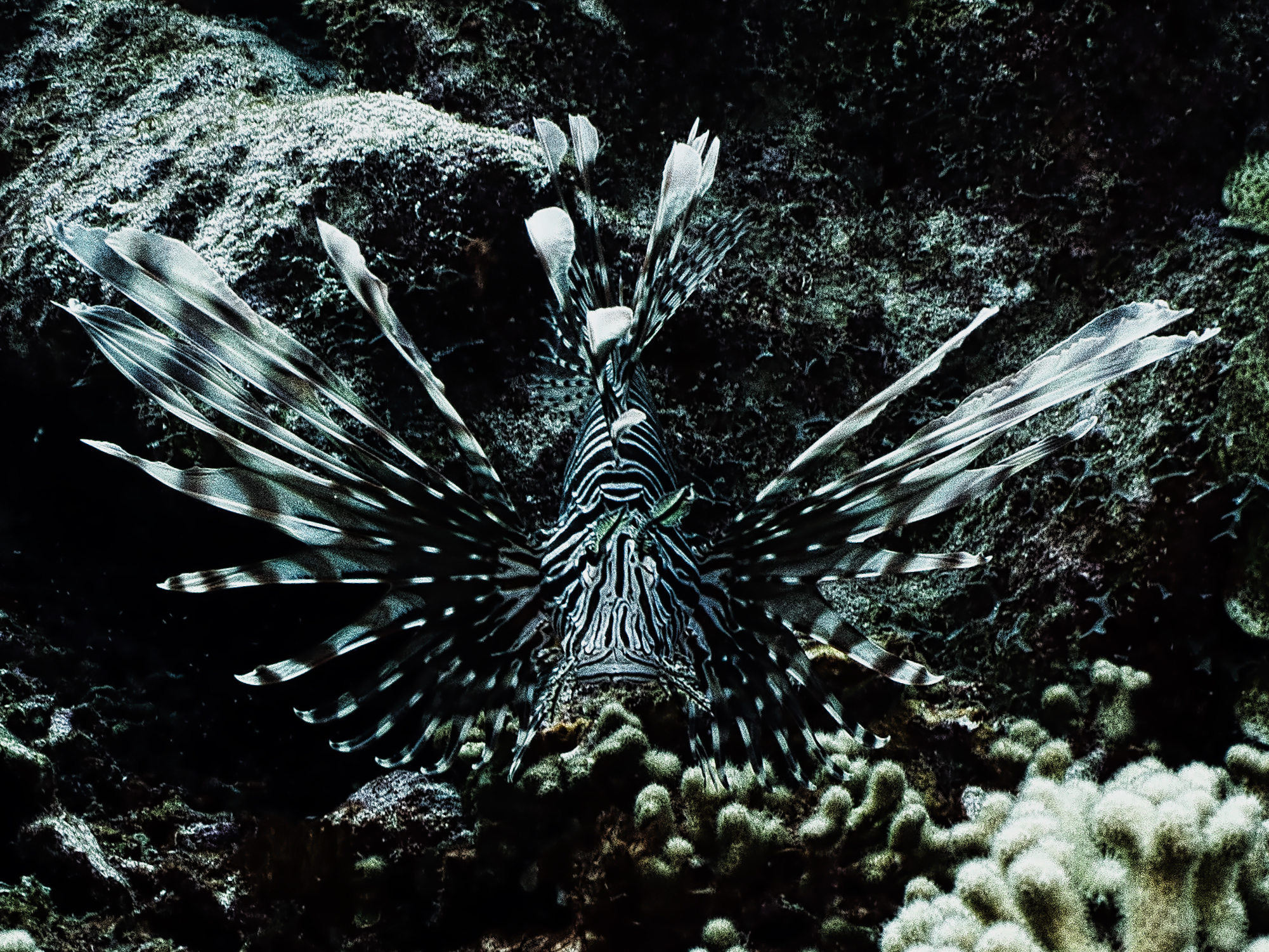 Tails of Adventure: My Unexpected Meeting with a Mozambique Lionfish