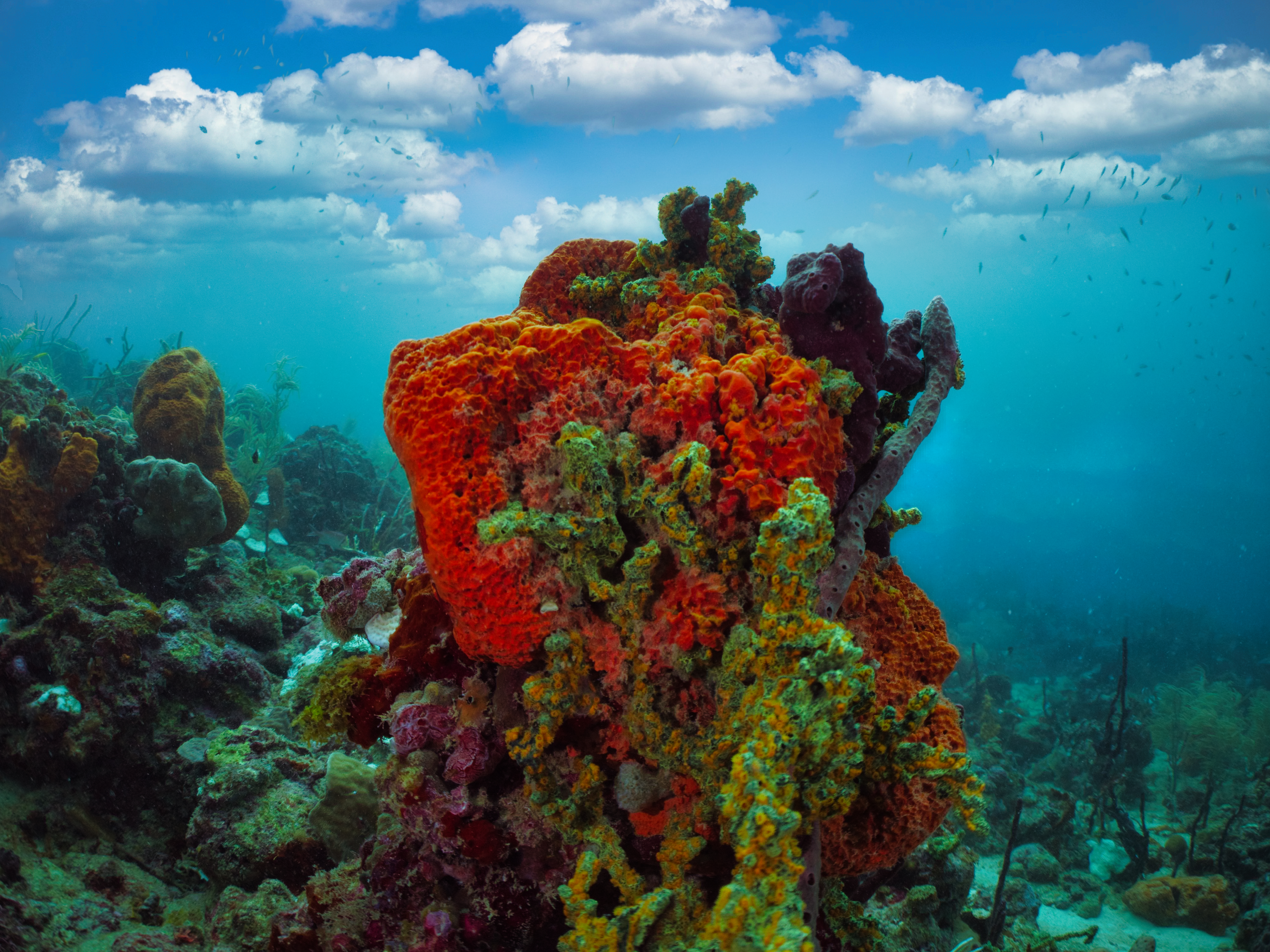 Coral Reef – AI Modified