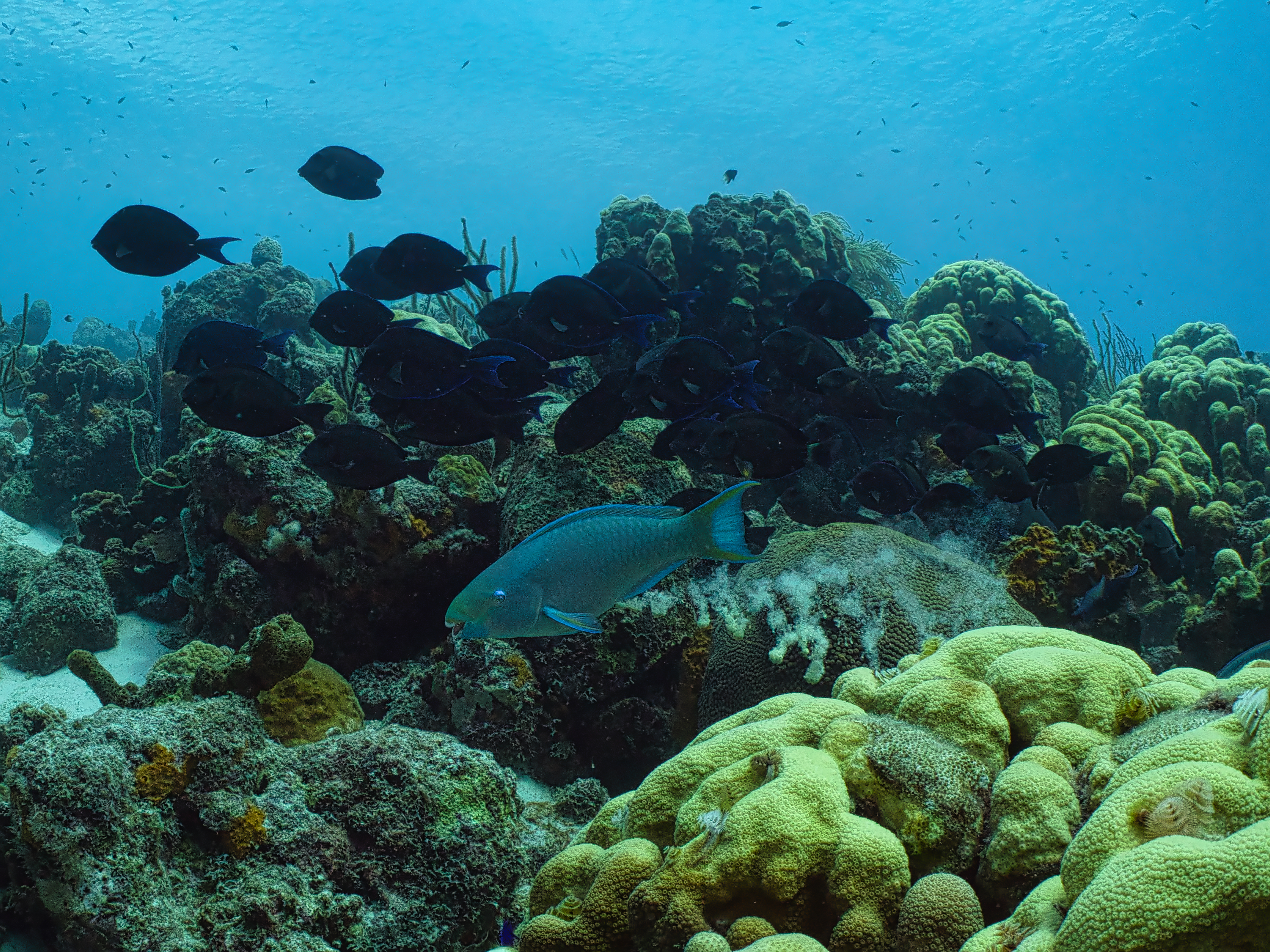 Crop Dusting Bonaire