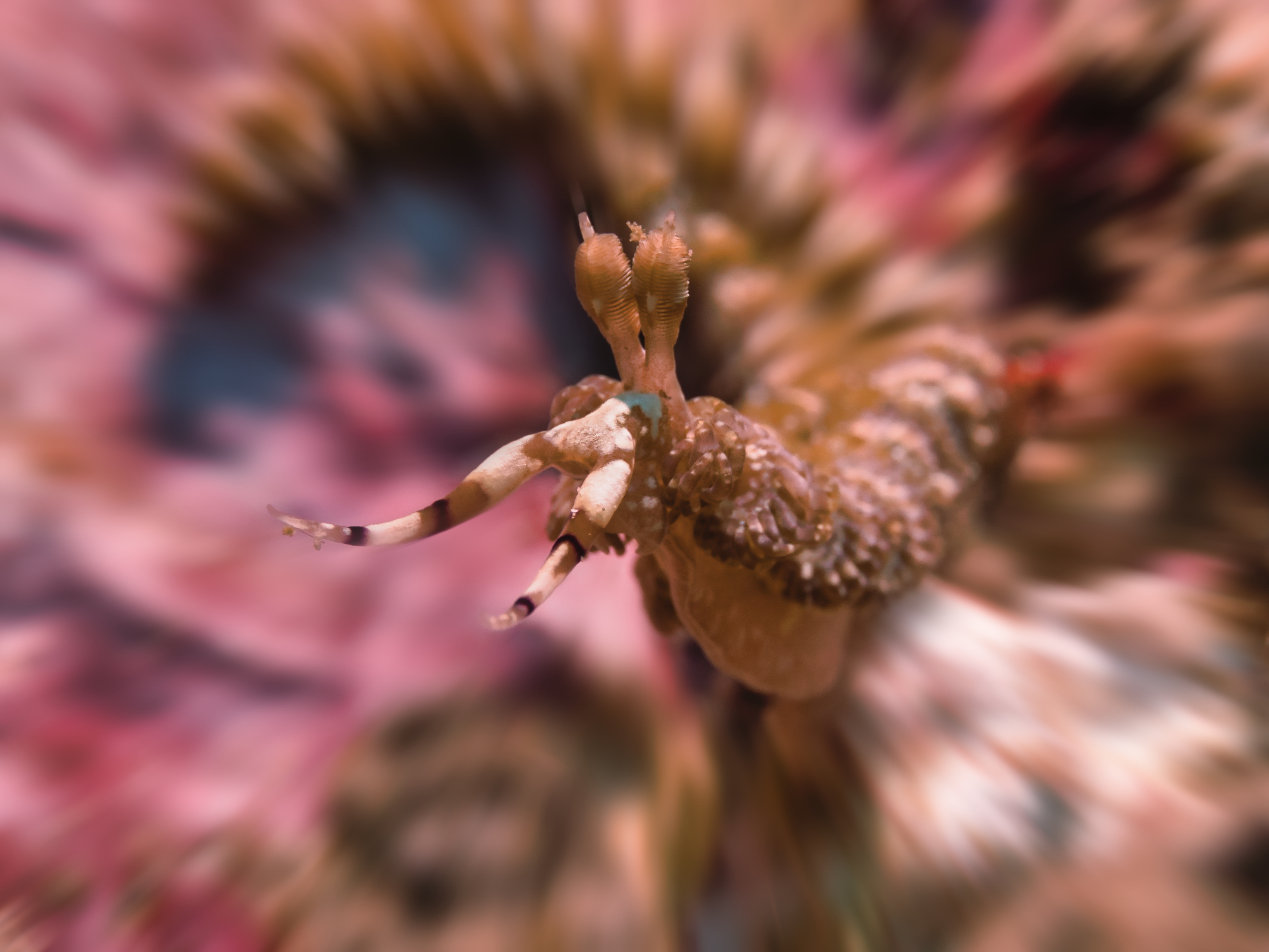 Wordless Wednesday – Seaslug