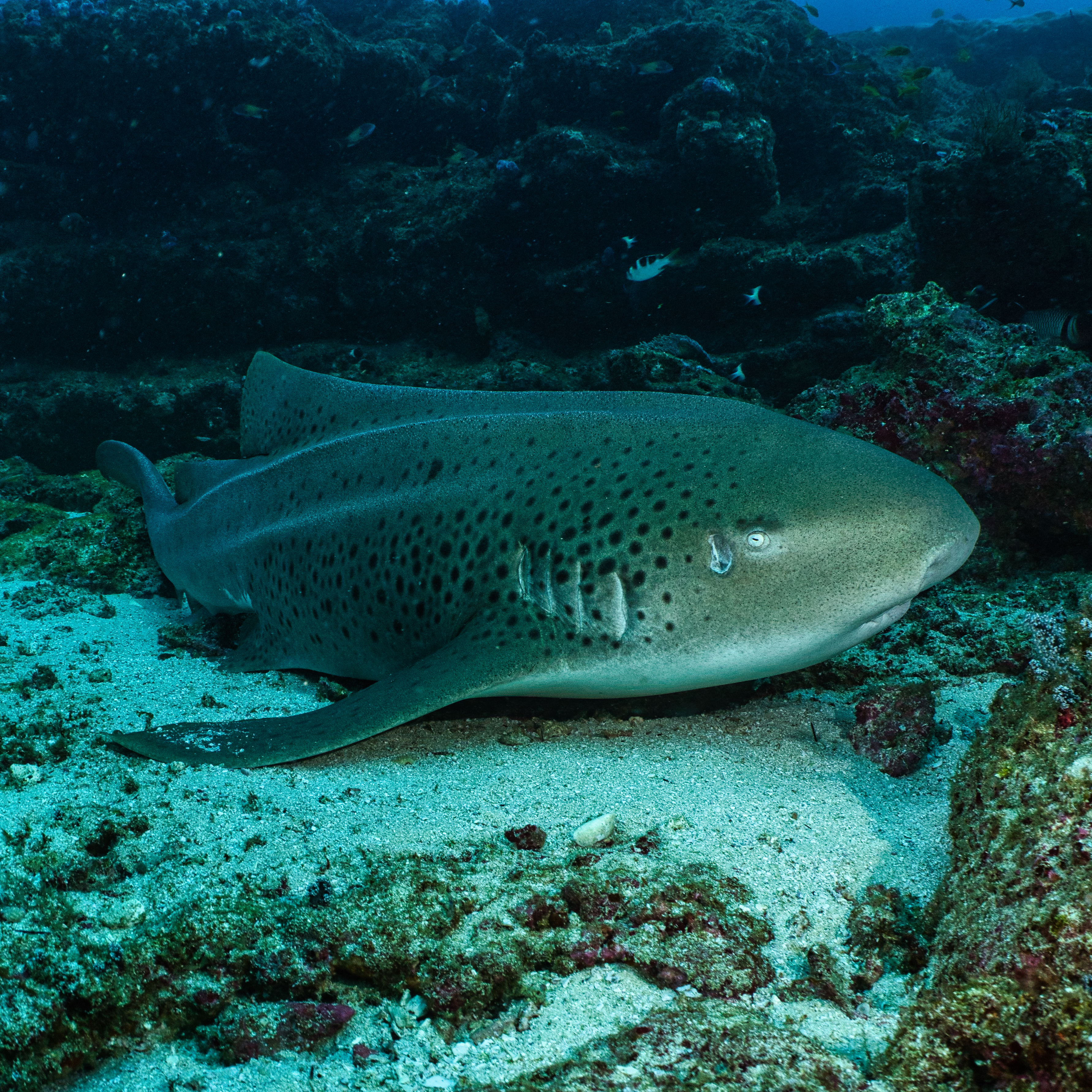 Shark Awareness Day: Documenting Ocean Health, One Shark at a Time