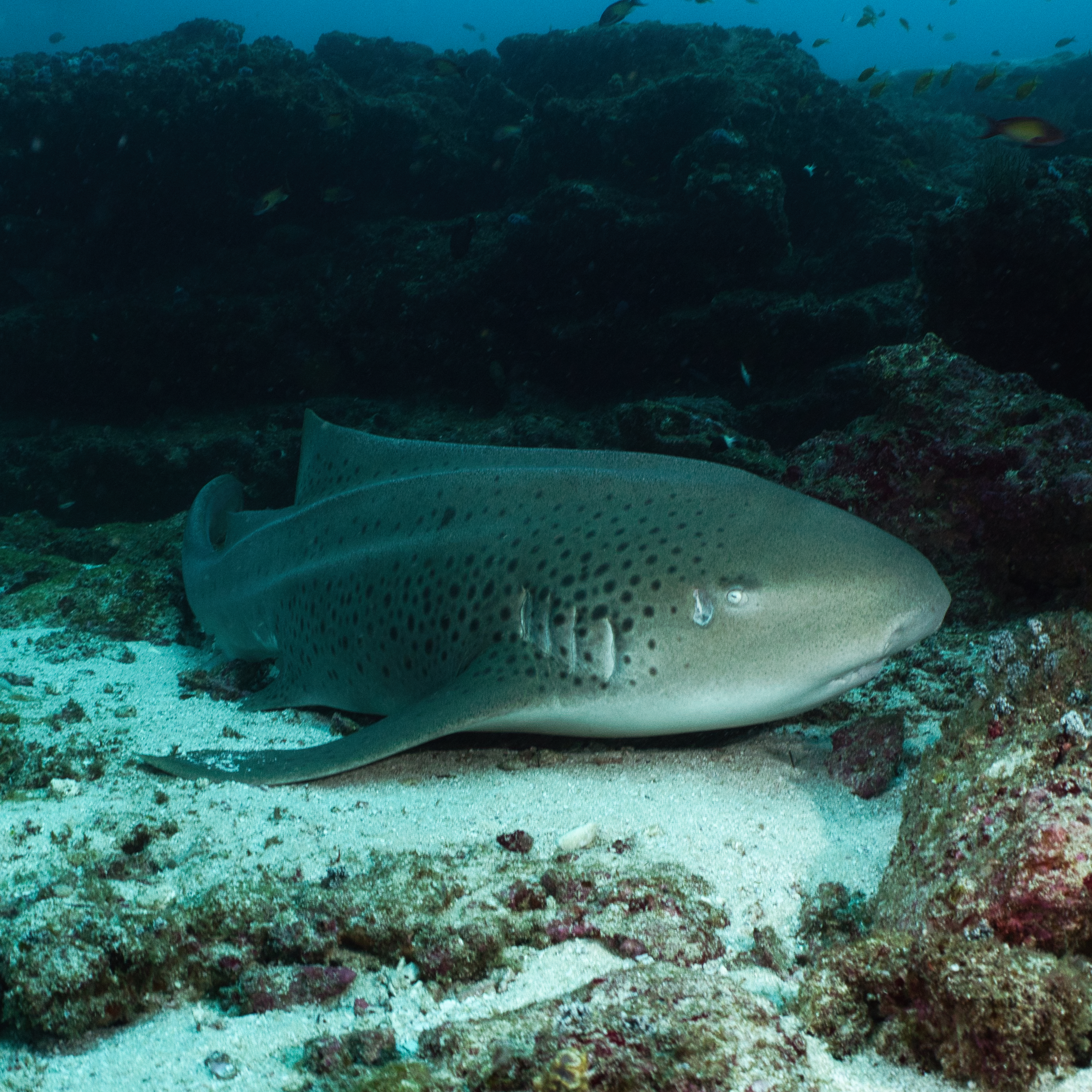 Exploring the Vibrant Marine Life – Tofo Beach, Mozambique