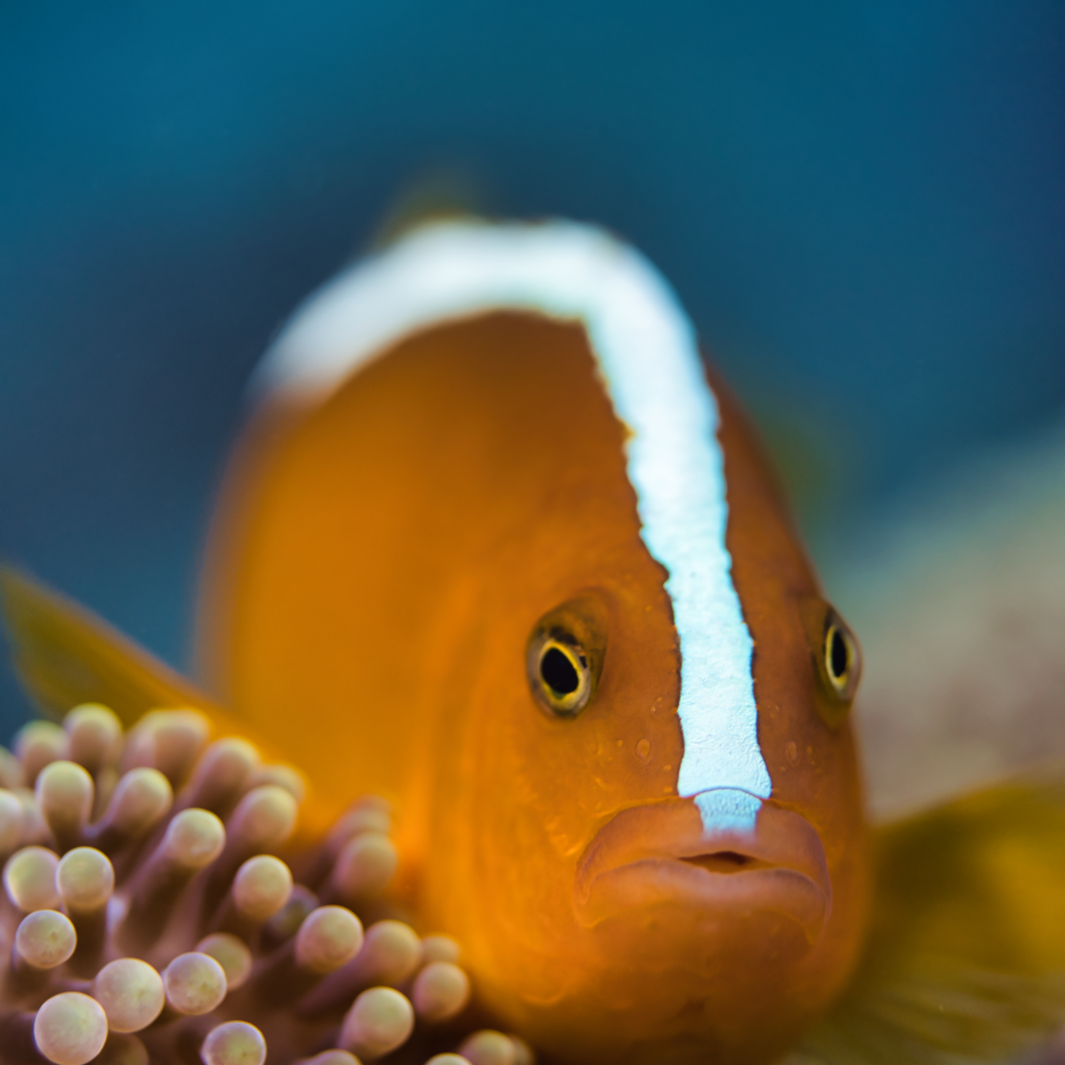 Wordless Wednesday – Orange Clownfish