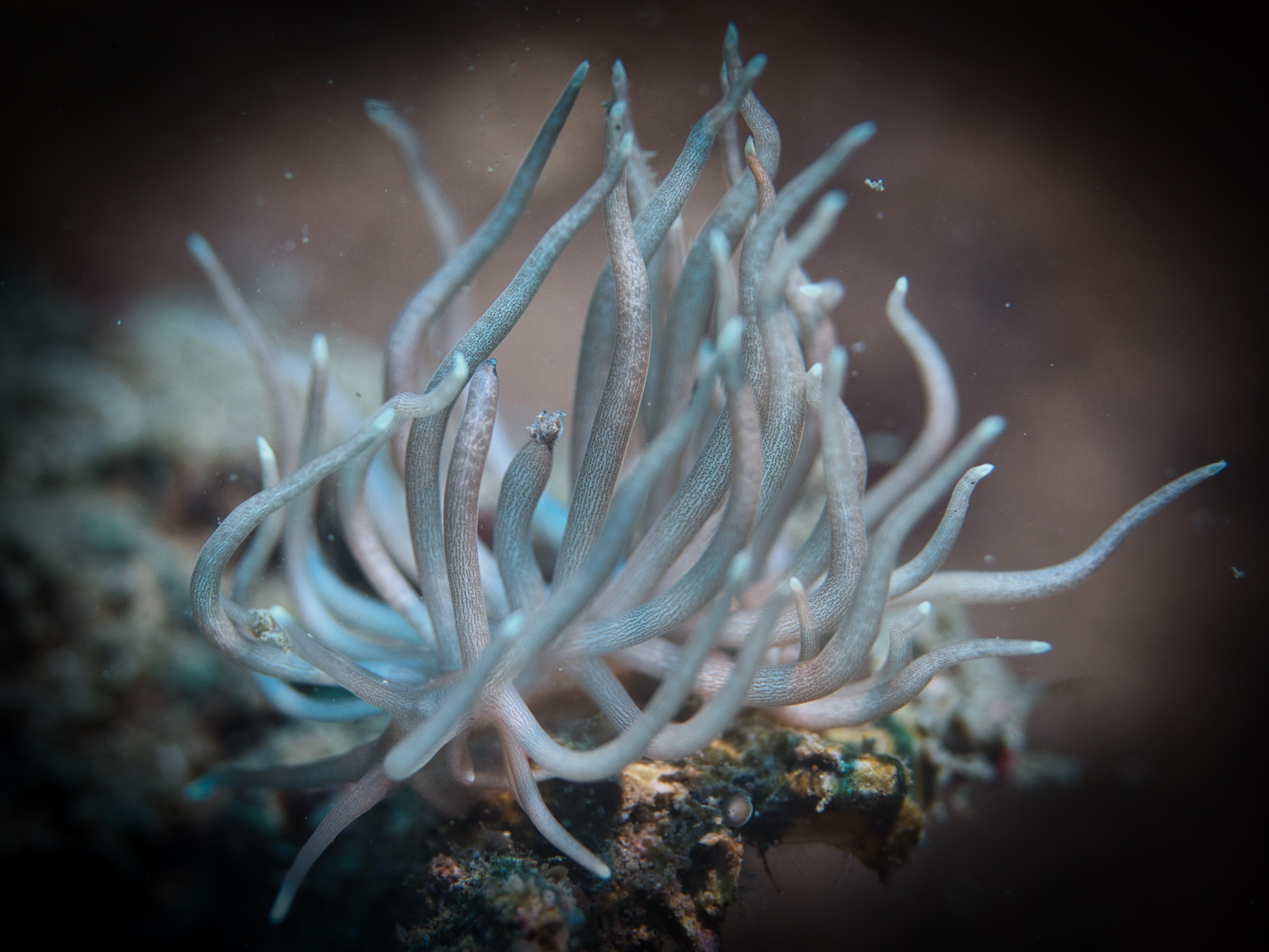 Phyllodesmium briareum nudibranch mimicking Briareum soft coral on a reef.