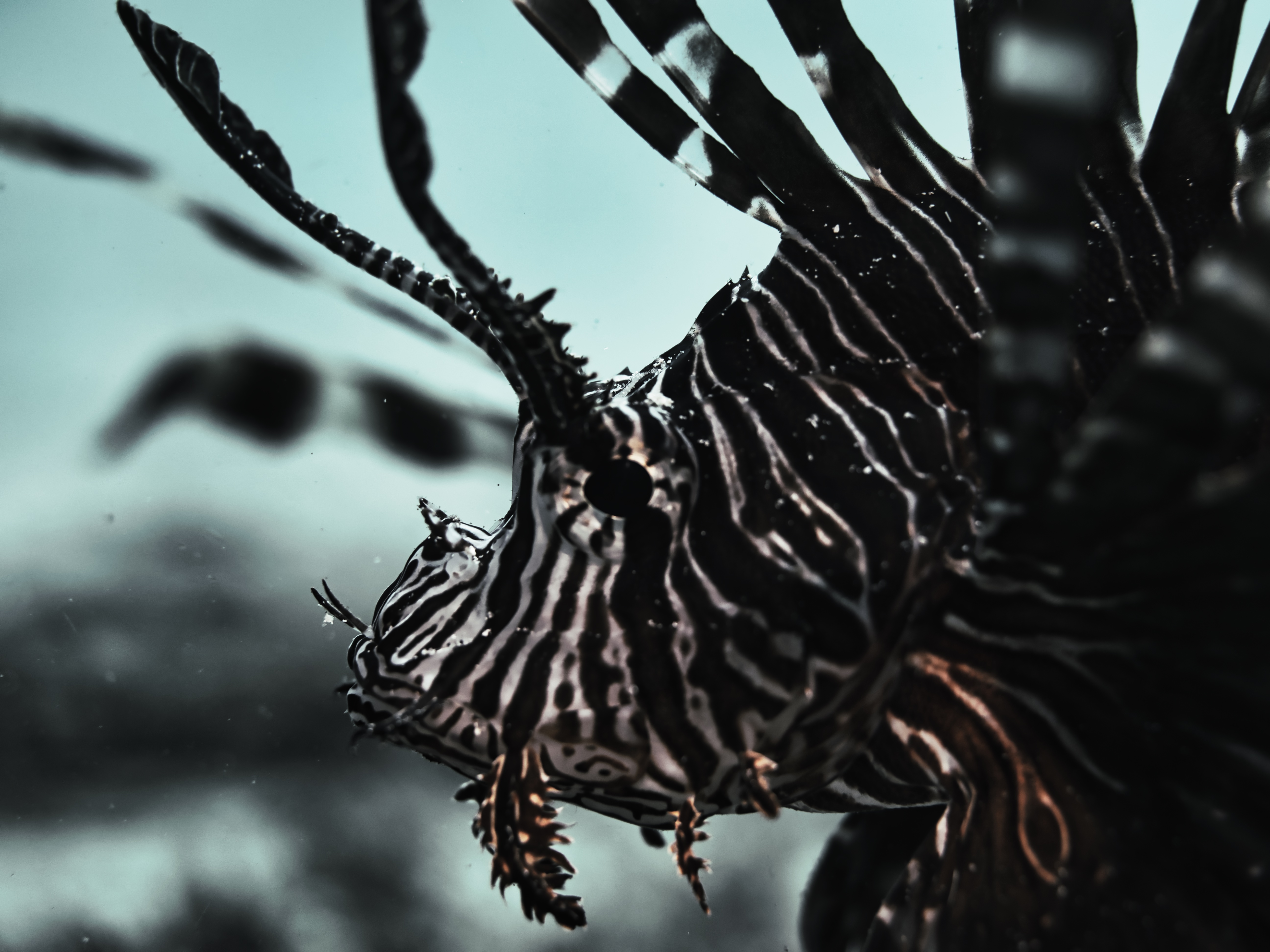 Lionfish Search Results – Myths and Realities