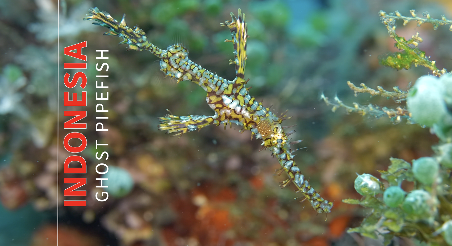 Ornate Ghost Pipefish – Indonesia