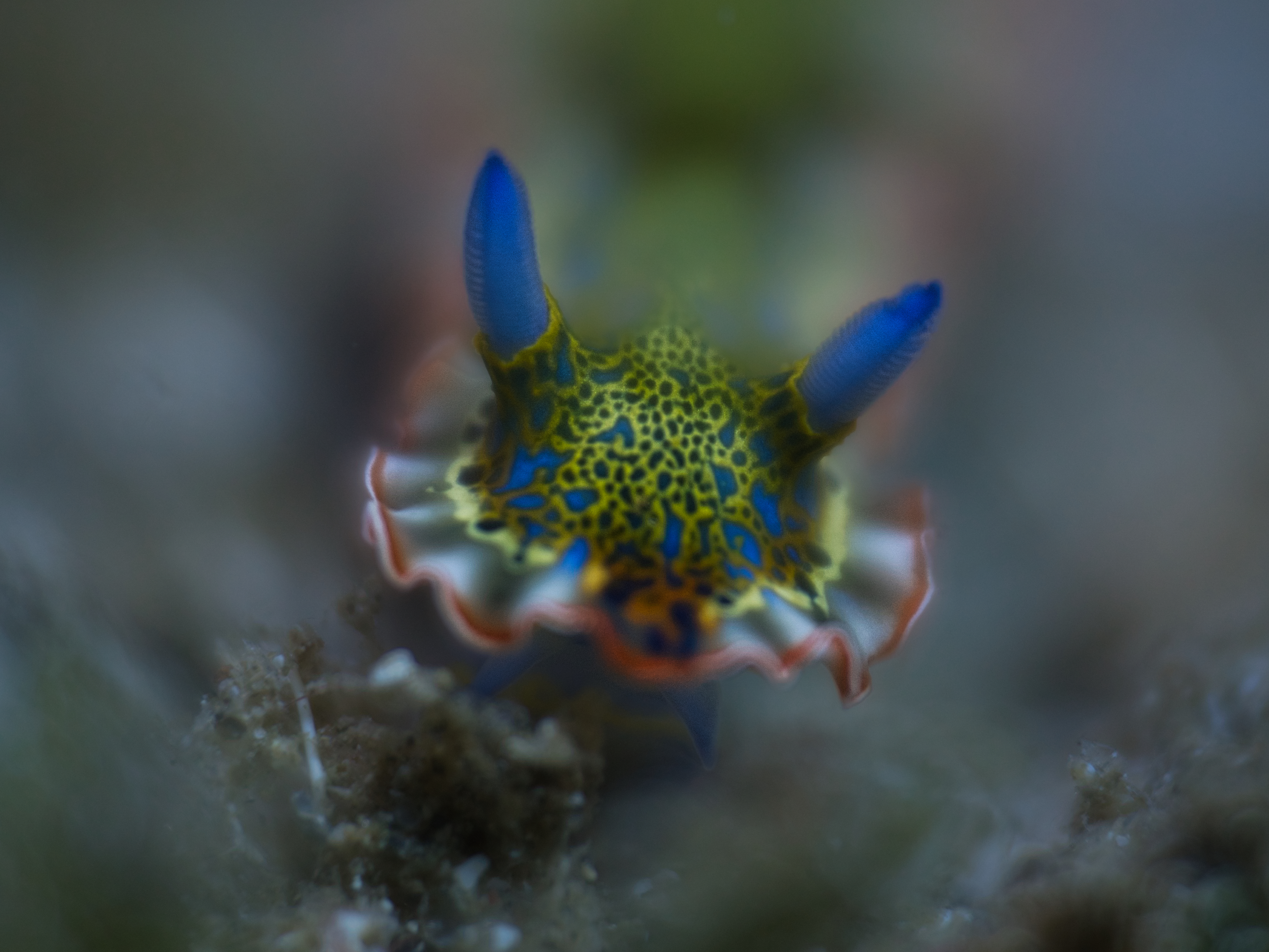 Gold-Crowned Sea Goddess