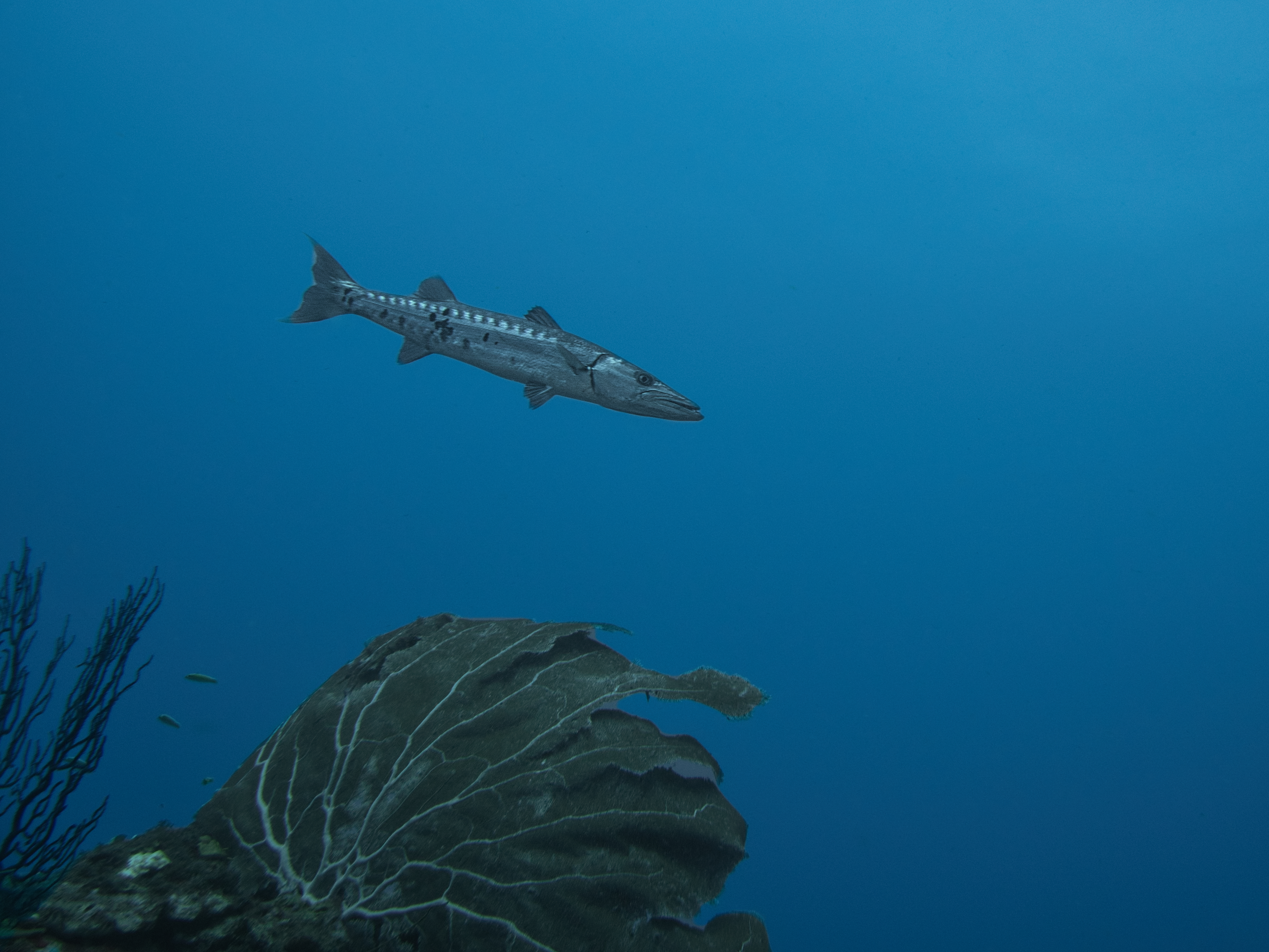 Barracuda – Tubbataha Reefs Natural Park